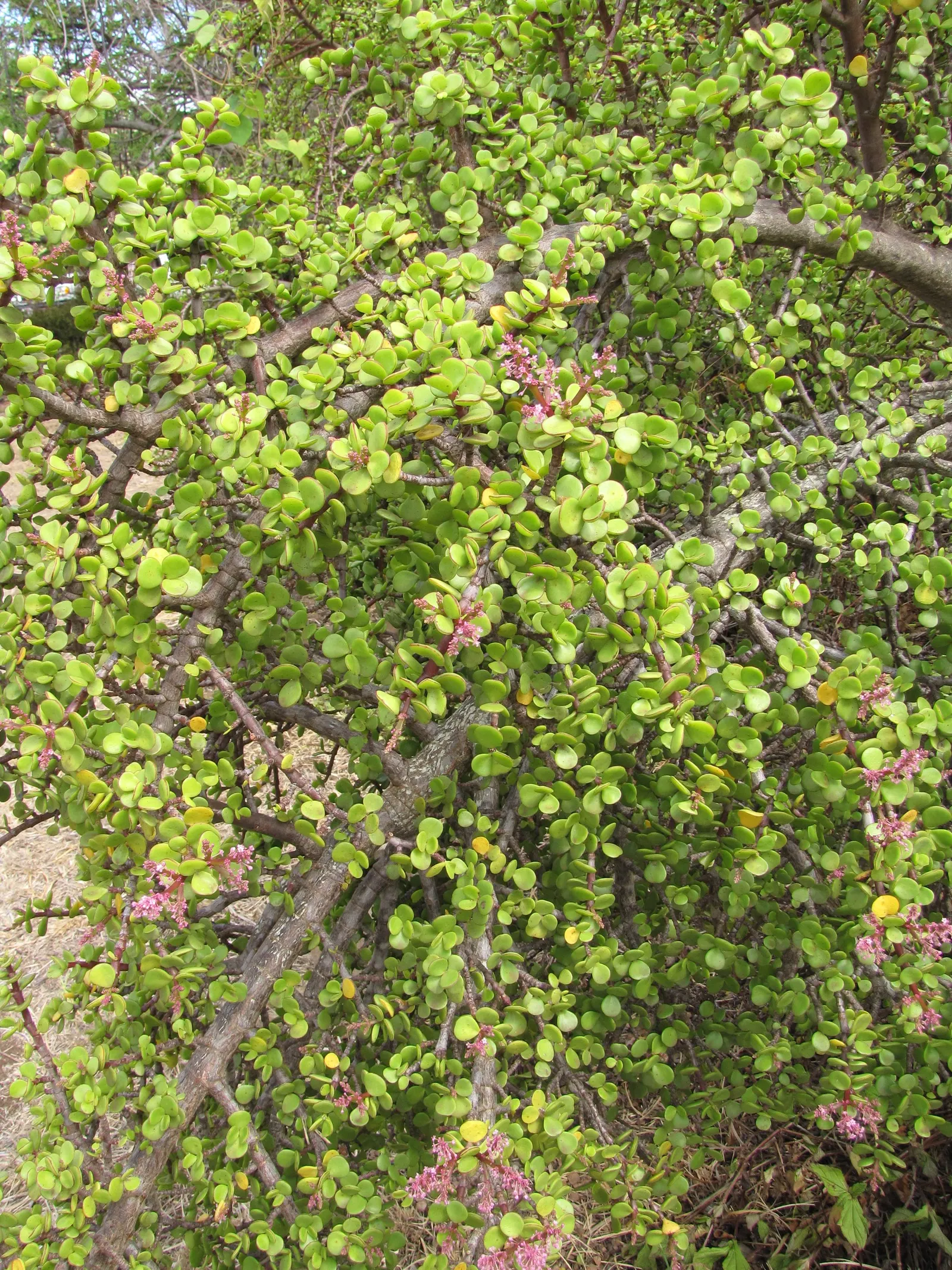 Elephant's Food (Portulacaria Afra) — green touch to any garden space; commonly known as Elephant's Food, image 97