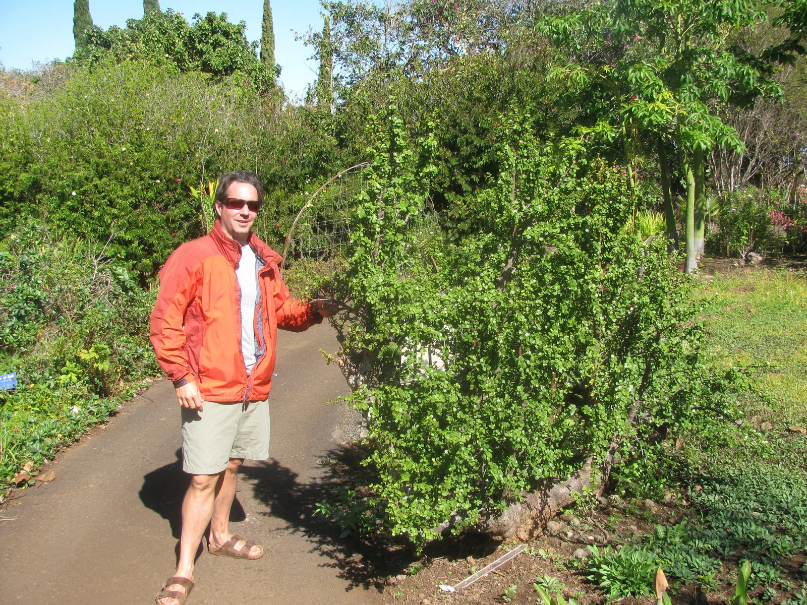 Elephant's Food (Portulacaria Afra) — this succulent's water requirements are minimal