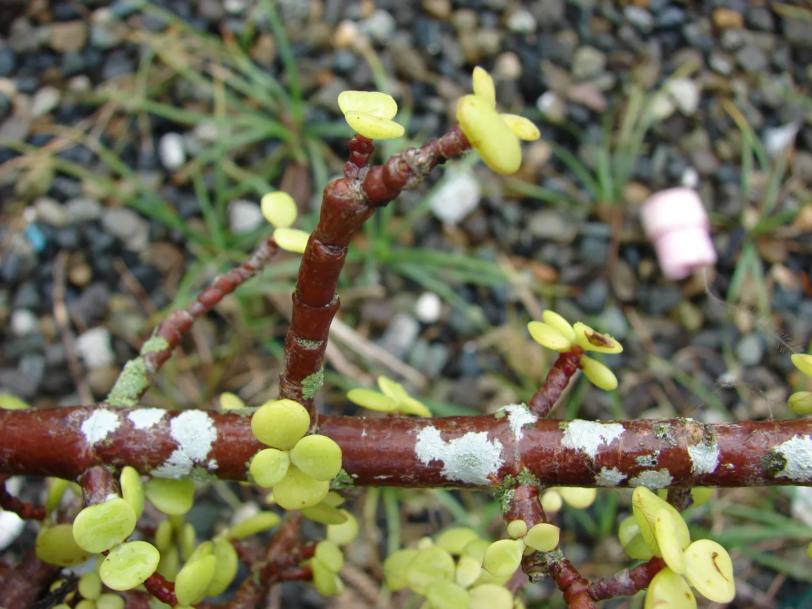 Elephant's Food (Portulacaria Afra) — succulent with lavender blooms; overwatering can lead to root rot, image 99