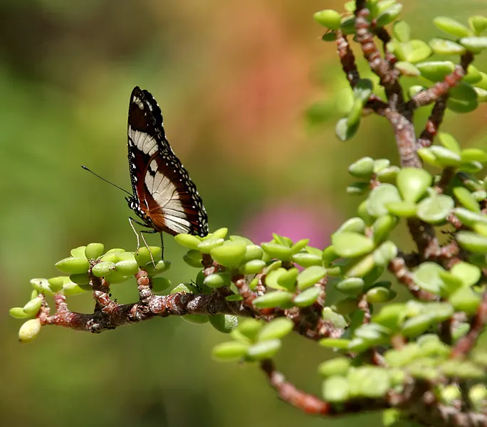 Elephant's Food (Portulacaria Afra) — fleshy leaves have a glossy jade green hue that contrasts strikingly with its reddish-brown stems; textured, image 59