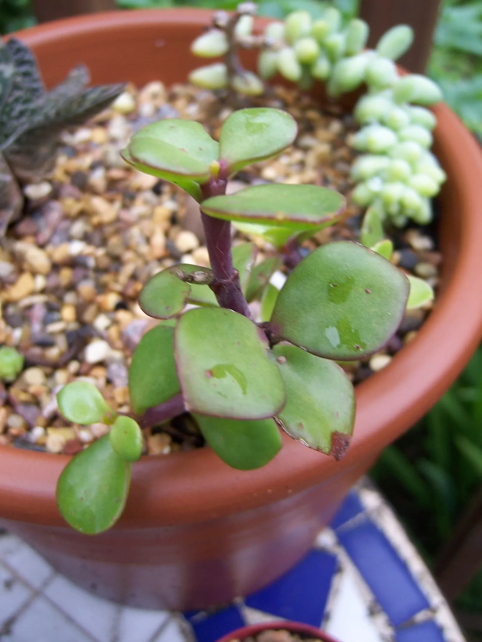 Elephant's Food (Portulacaria Afra) — Its manageable size and ease of maintenance also render it suitable for container gardening; prune for shape, image 94