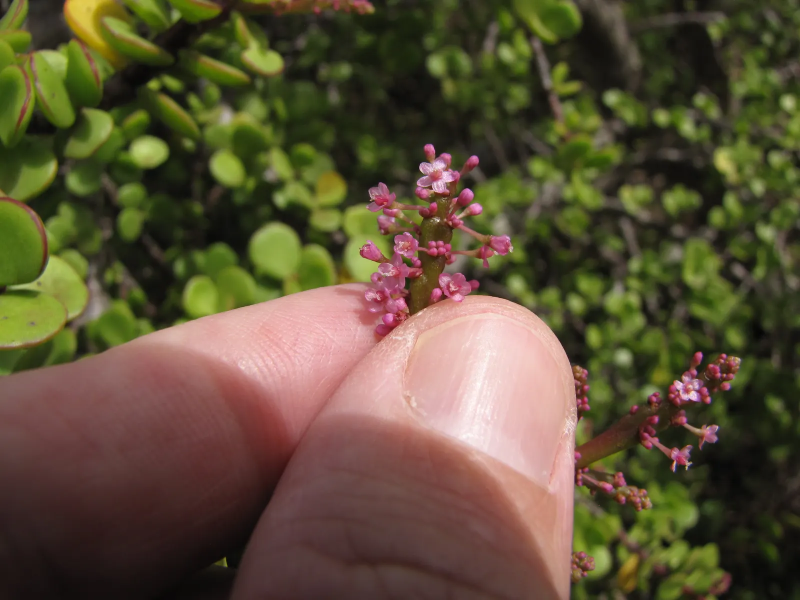 Elephant's Food (Portulacaria Afra) — This evergreen is excellent for adding texture to landscapes and thrives in USDA zones 10-11; succulent for, image 54