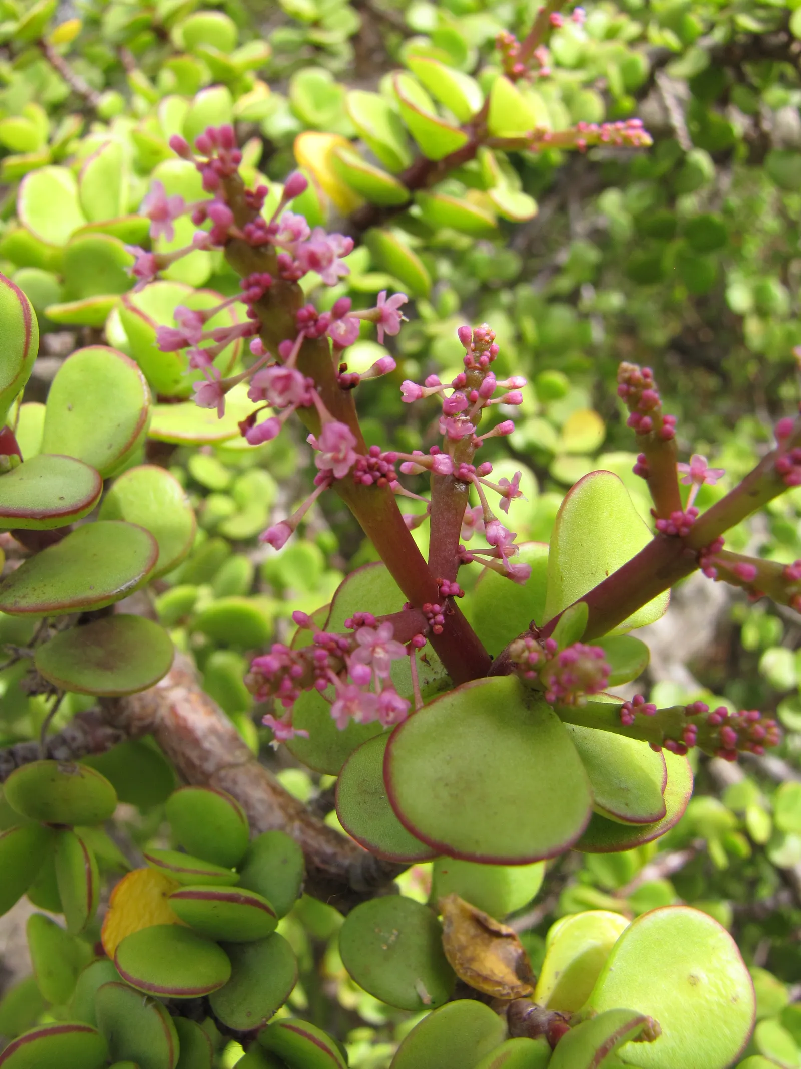 Elephant's Food (Portulacaria Afra) — allowing for easy relocation or adjustment within the landscape