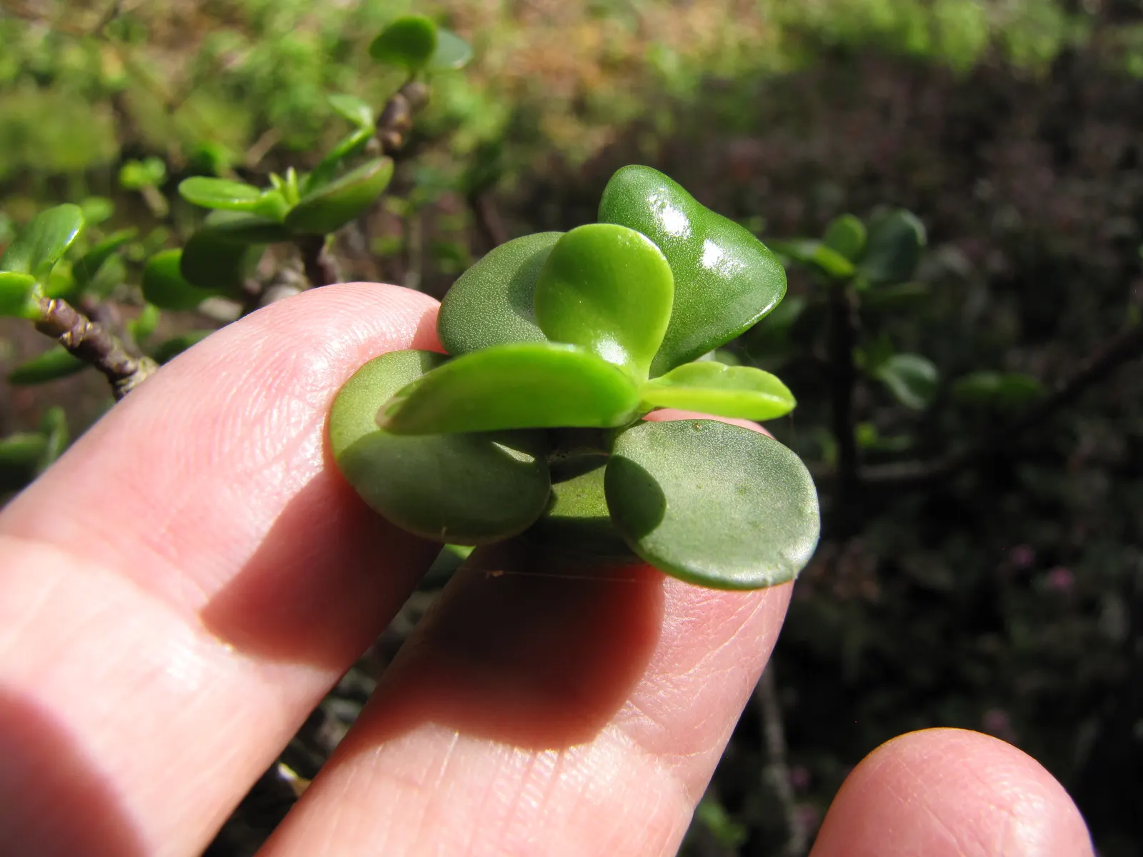 Elephant's Food (Portulacaria Afra) — Its manageable size and ease of maintenance also render it suitable for container gardening