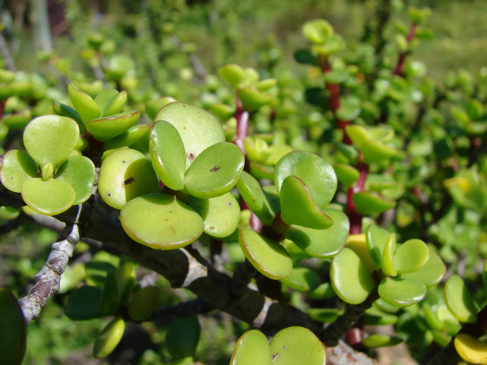 Elephant's Food (Portulacaria Afra) — making it an excellent choice for xeriscaping or areas with water restrictions; allowing for easy relocation or