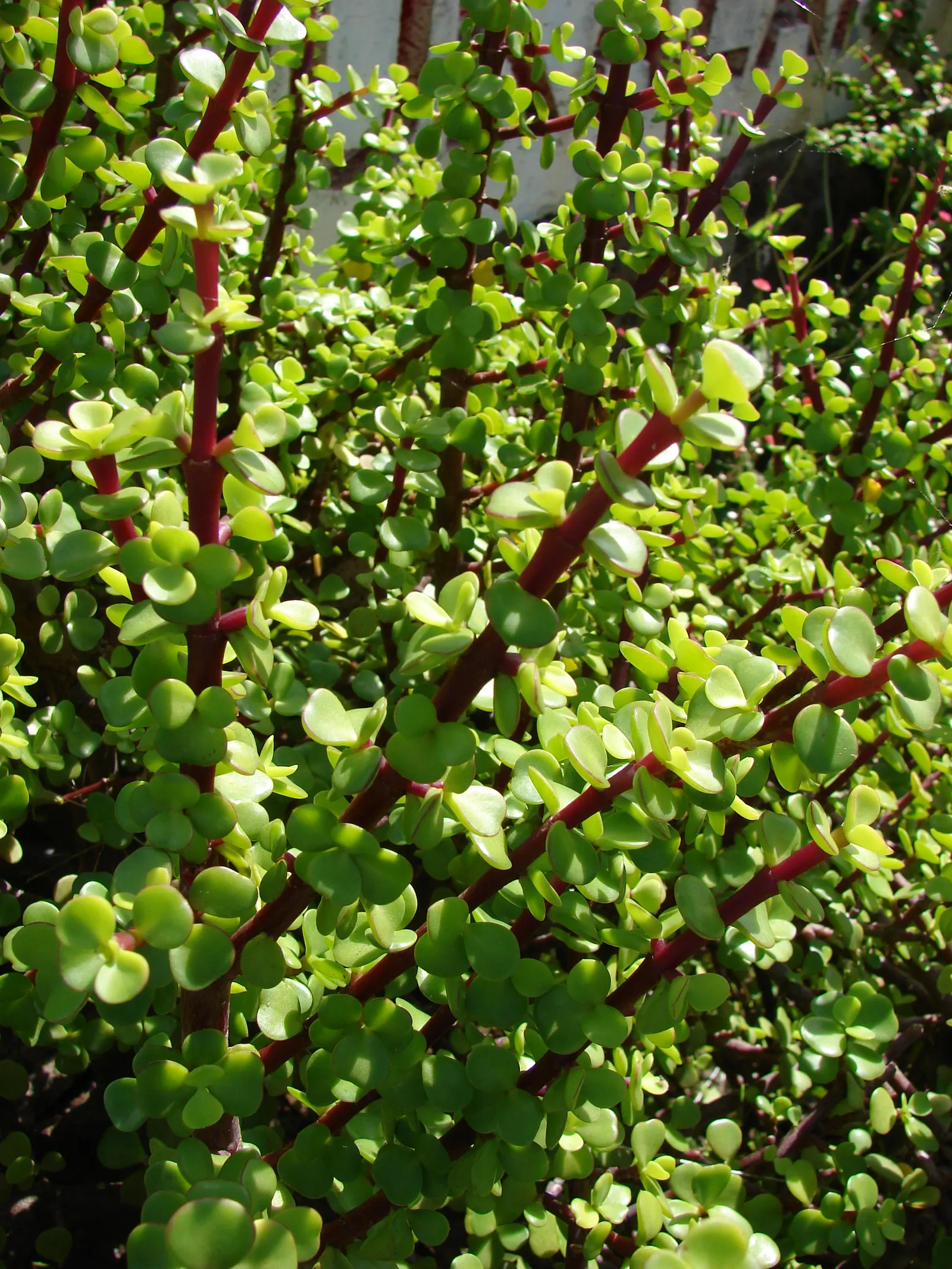 Elephant's Food (Portulacaria Afra) — fleshy leaves have a glossy jade green hue that contrasts strikingly with its reddish-brown stems; textured