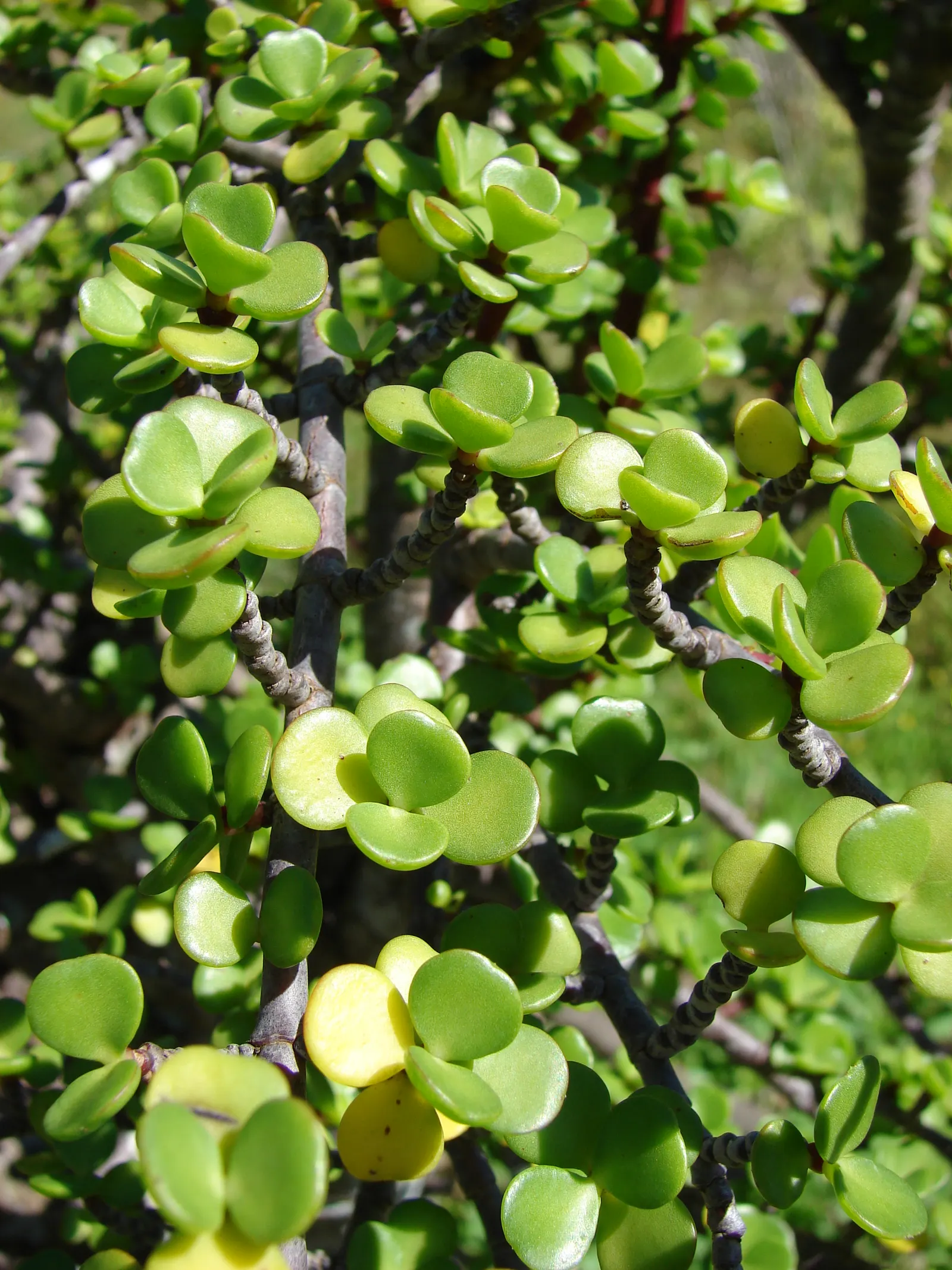 Elephant's Food (Portulacaria Afra) — Prune for shape and control; it serves well in rock gardens or as a low-maintenance container plant; is a, image 80