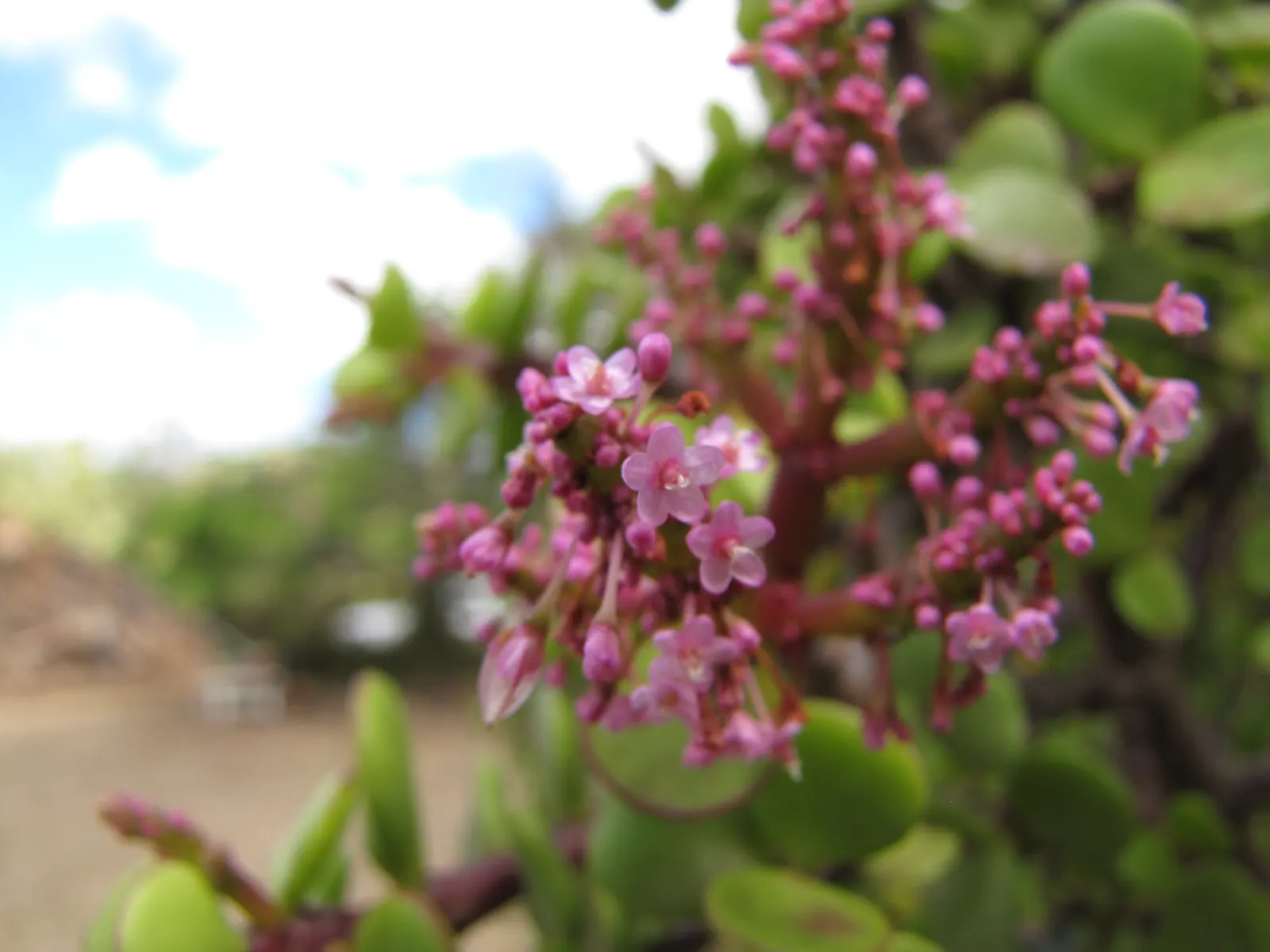 Elephant's Food (Portulacaria Afra) — is a versatile and succulent shrub native to South Africa