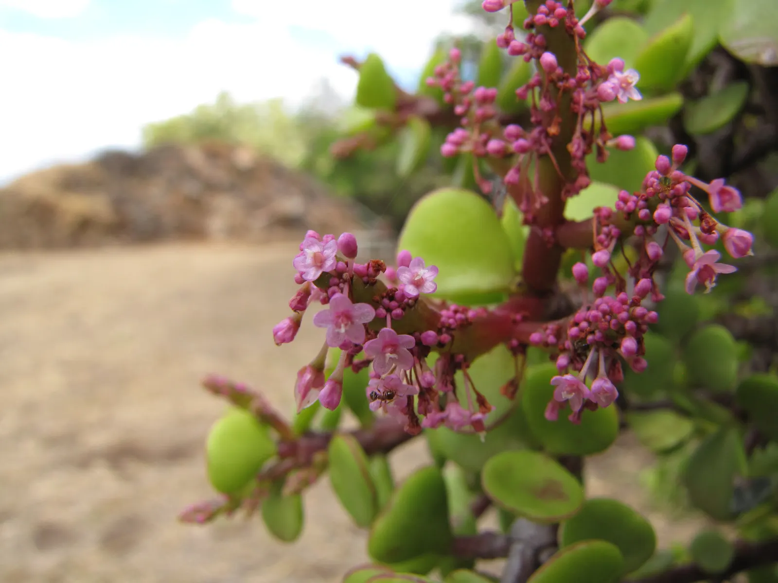 Elephant's Food (Portulacaria Afra) — allowing for easy relocation or adjustment within the landscape; the plant is adaptable to a variety of soil, image 95