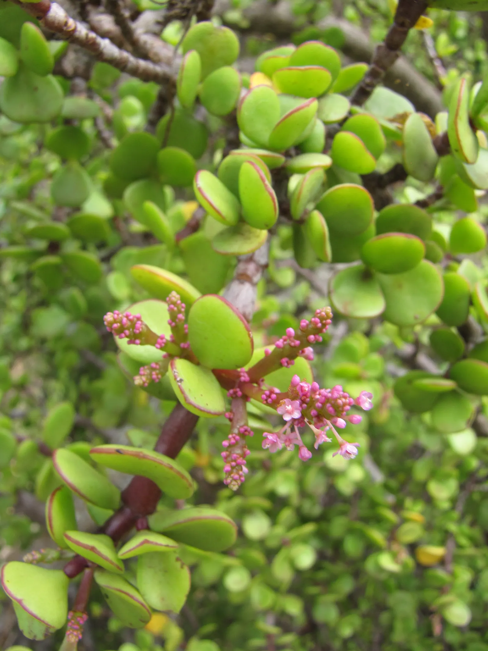 Elephant's Food (Portulacaria Afra) — The plant is adaptable to a variety of soil types, provided they are well-draining; commonly known as, image 62