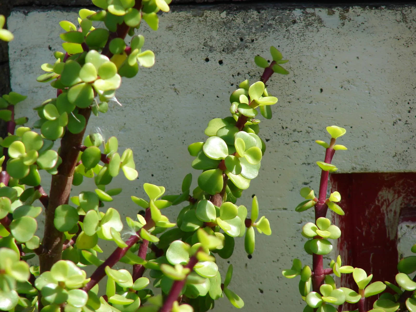 Elephant's Food (Portulacaria Afra) — indirect sunlight but can tolerate partial shade