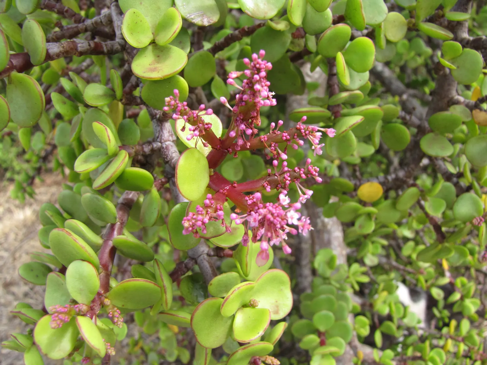 Elephant's Food (Portulacaria Afra) — This evergreen is excellent for adding texture to landscapes and thrives in USDA zones 10-11