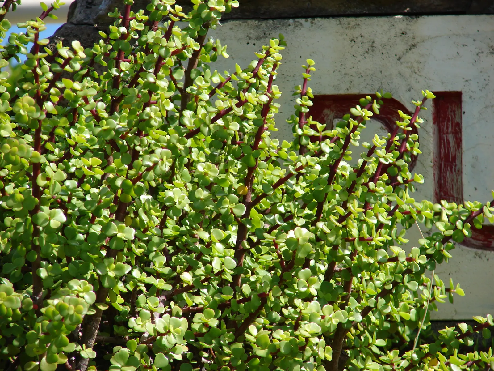 Elephant's Food (Portulacaria Afra) — Portulacaria afra can serve as an attractive groundcover or an eye-catching specimen in rock gardens