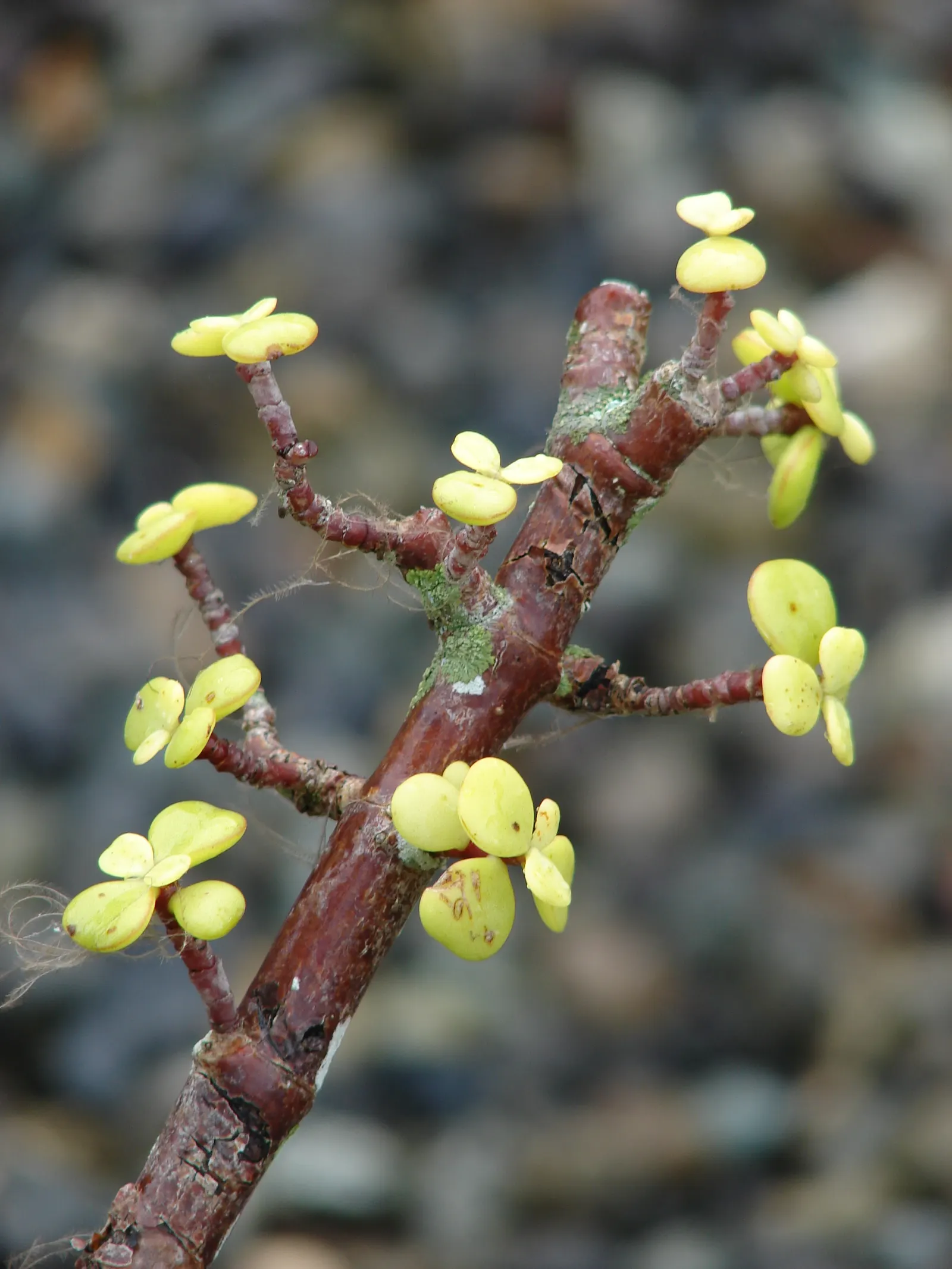 Elephant's Food (Portulacaria Afra) — jade green leaves on reddish-brown stems; indirect sunlight but can tolerate partial shade