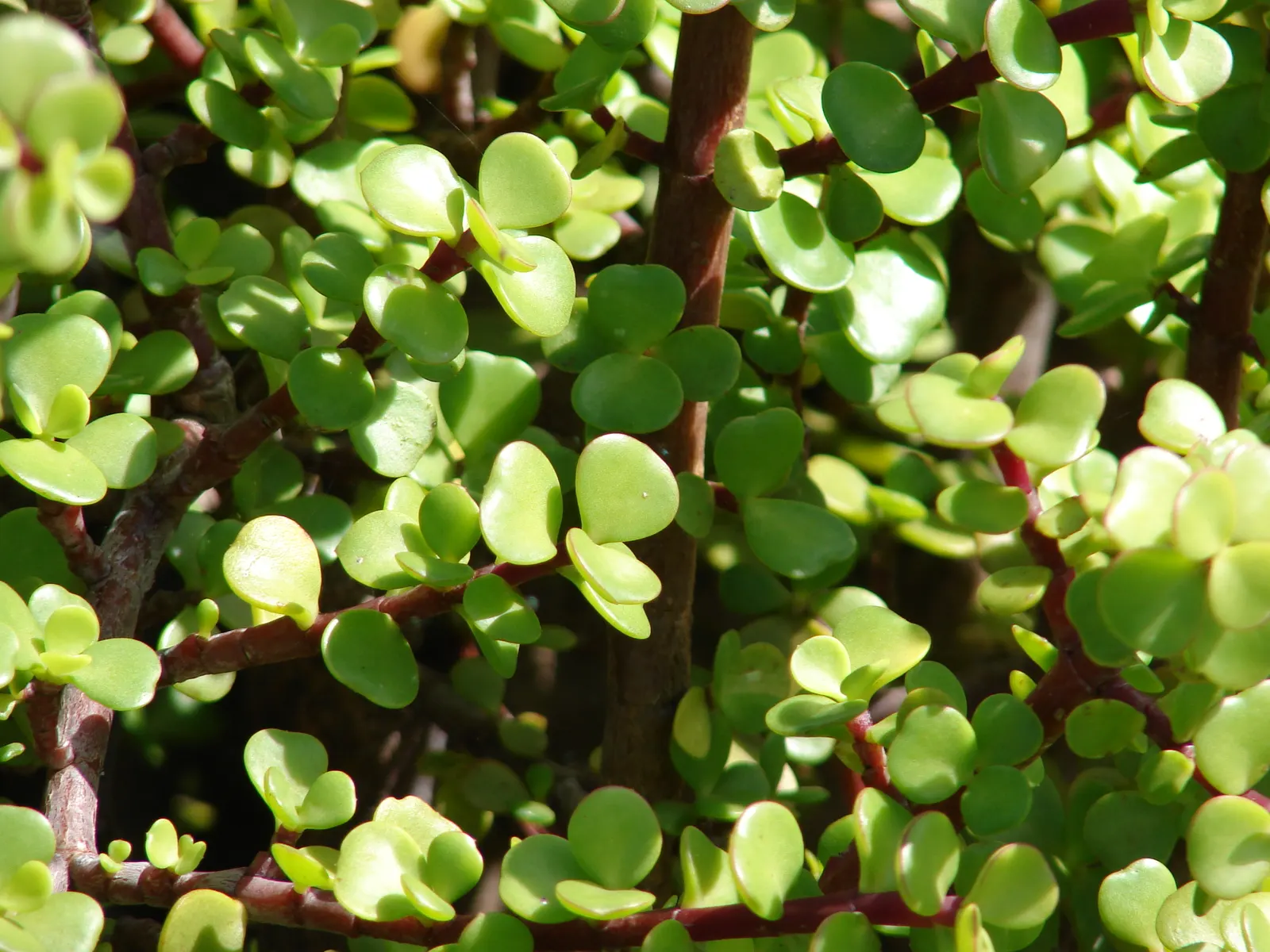 Elephant's Food (Portulacaria Afra) — succulent with lavender blooms; overwatering can lead to root rot