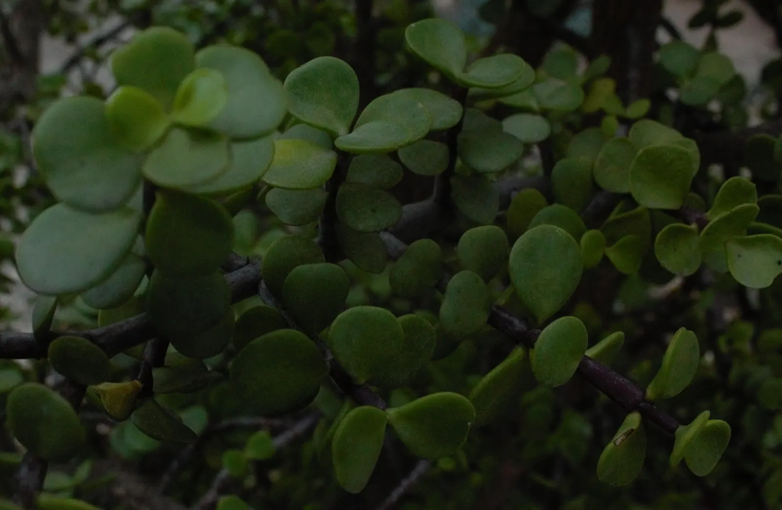 Elephant's Food (Portulacaria Afra) — Overwatering can lead to root rot; jade green leaves on reddish-brown stems