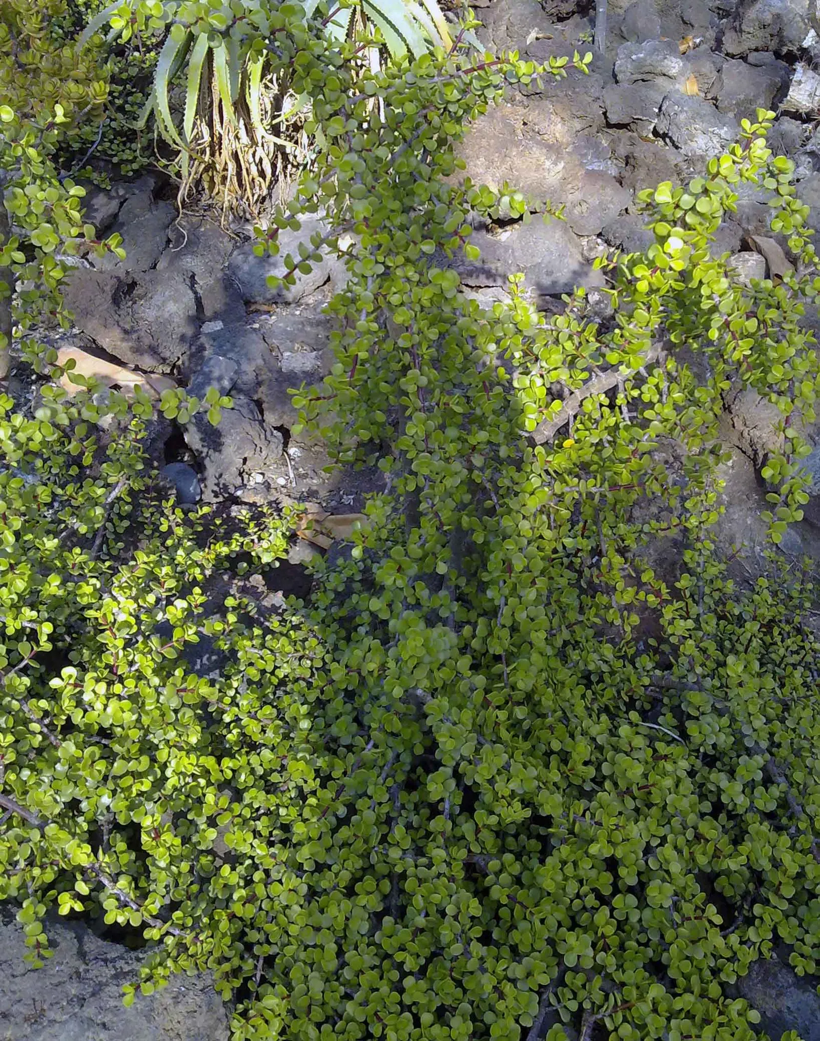 Elephant's Food (Portulacaria Afra) — commonly known as Elephant's Food or Spekboom; making it an excellent choice for xeriscaping or areas with, image 81