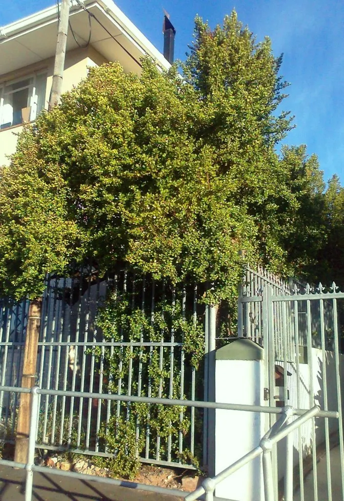 Elephant's Food (Portulacaria Afra) — green touch to any garden space; commonly known as Elephant's Food, image 72