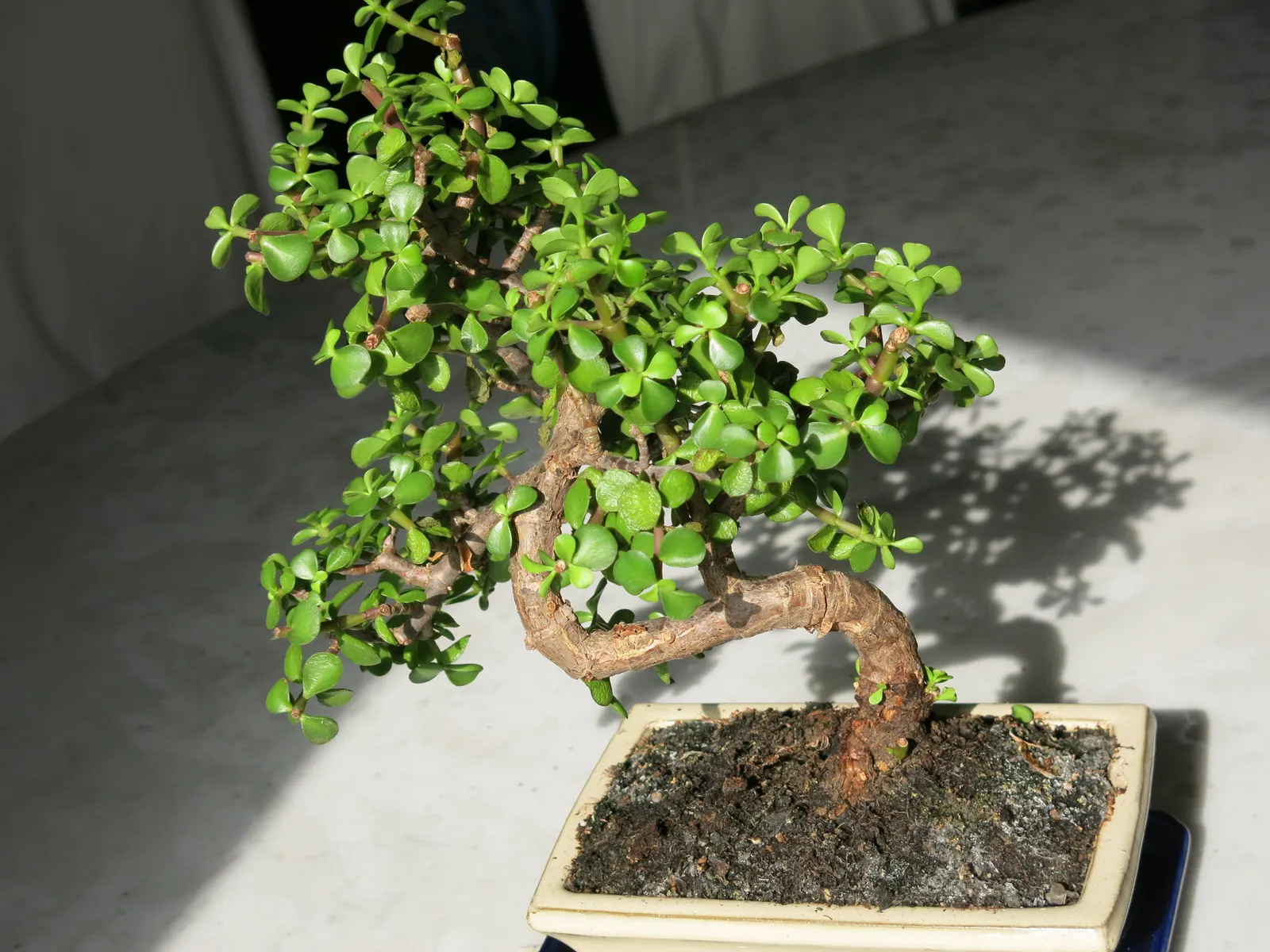 Elephant's Food (Portulacaria Afra) — Pruning can help maintain its shape and encourage denser growth; its manageable size and ease of maintenance, image 96