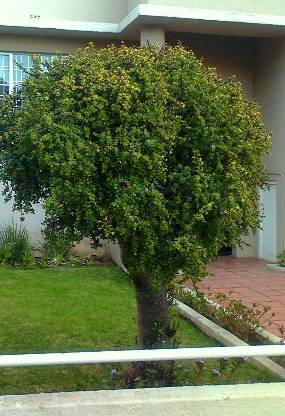 Elephant's Food (Portulacaria Afra) — this succulent's water requirements are minimal, image 38