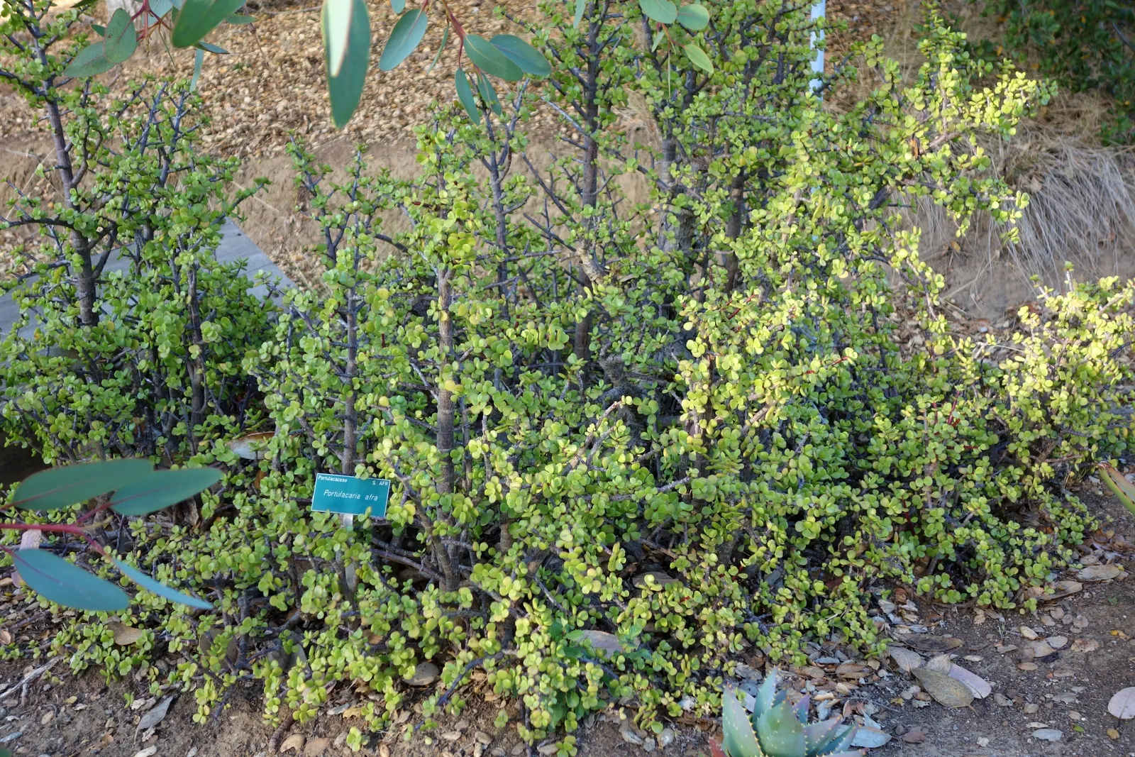 Elephant's Food (Portulacaria Afra) — fleshy leaves have a glossy jade green hue that contrasts strikingly with its reddish-brown stems; textured, image 84