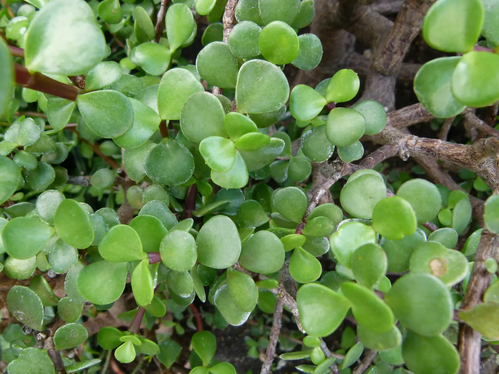 Elephant's Food (Portulacaria Afra) — commonly known as Elephant's Food or Spekboom; making it an excellent choice for xeriscaping or areas with water