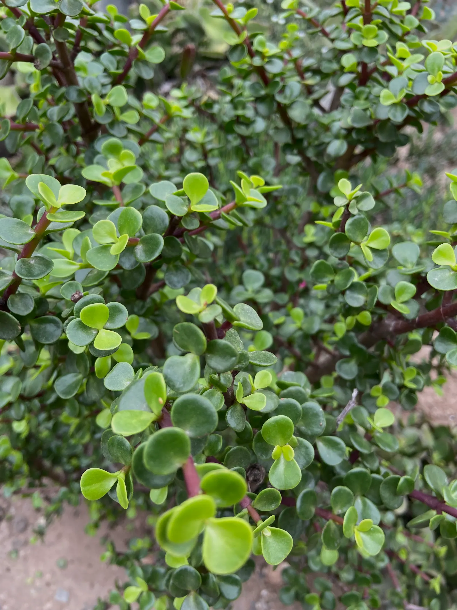 Elephant's Food (Portulacaria Afra) — The plant is adaptable to a variety of soil types, provided they are well-draining