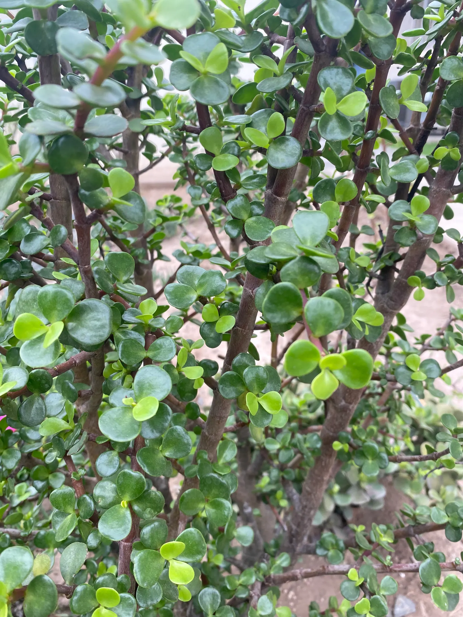 Elephant's Food (Portulacaria Afra) — Overwatering can lead to root rot