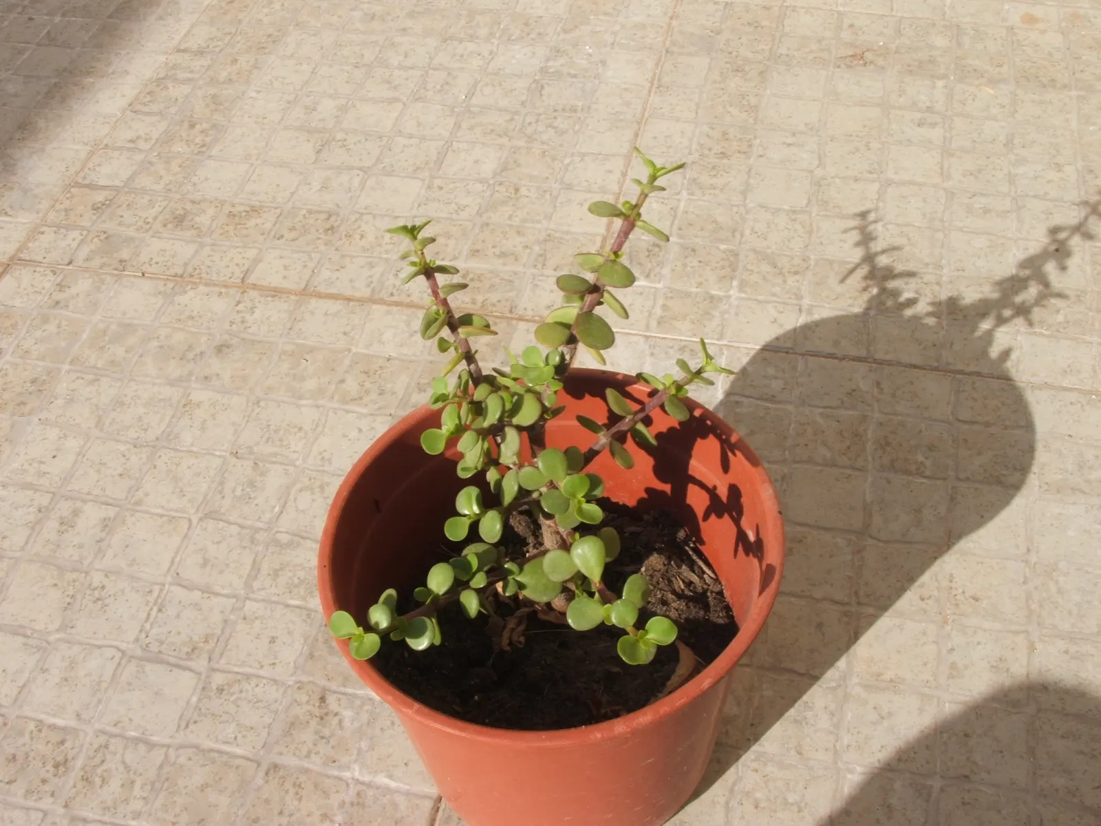 Elephant's Food (Portulacaria Afra) — is a versatile and succulent shrub native to South Africa; pruning can help maintain its shape and encourage, image 57