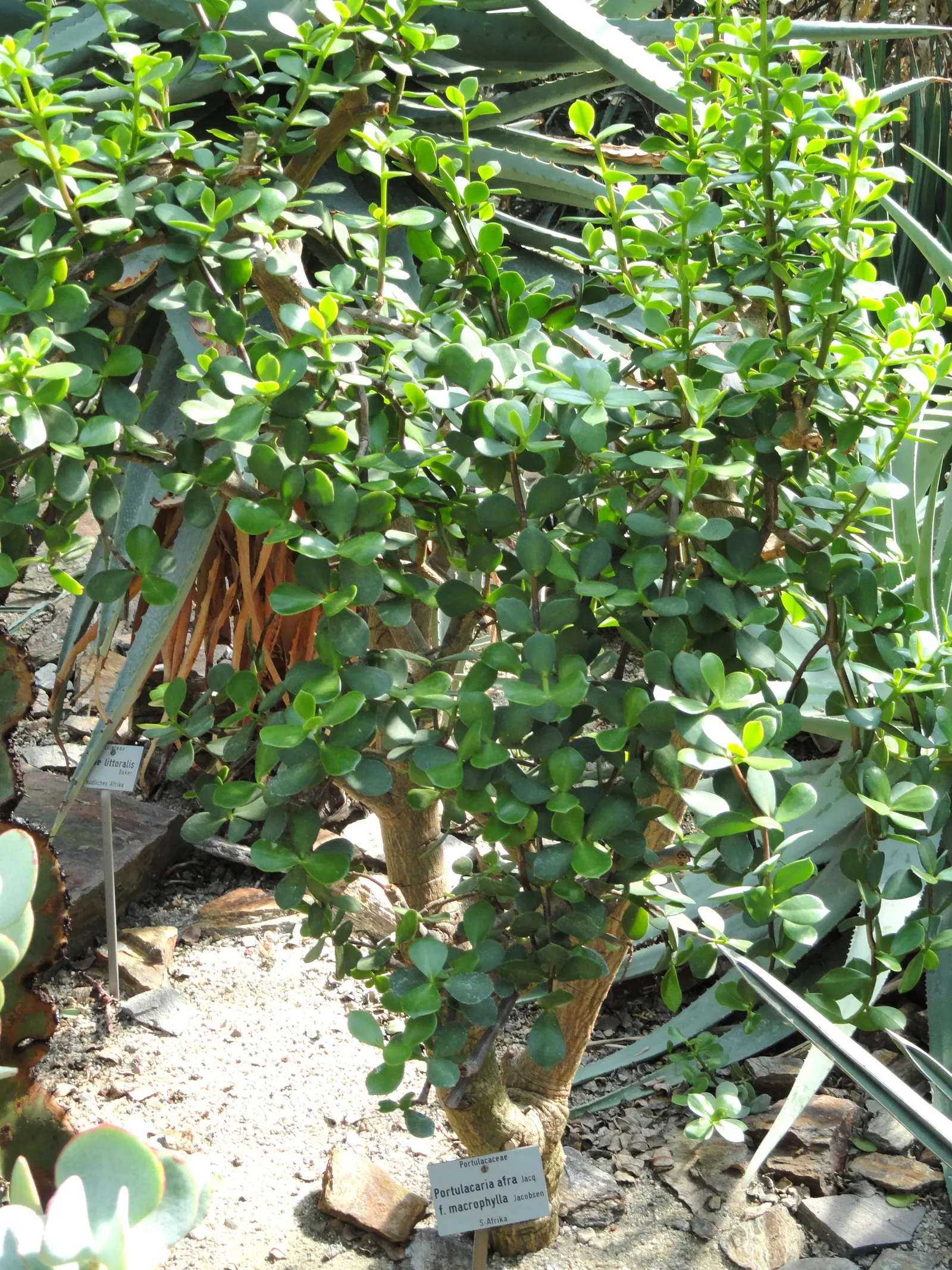 Elephant's Food (Portulacaria Afra) — commonly known as Elephant's Food; this evergreen is excellent for adding texture to landscapes and thrives, image 76