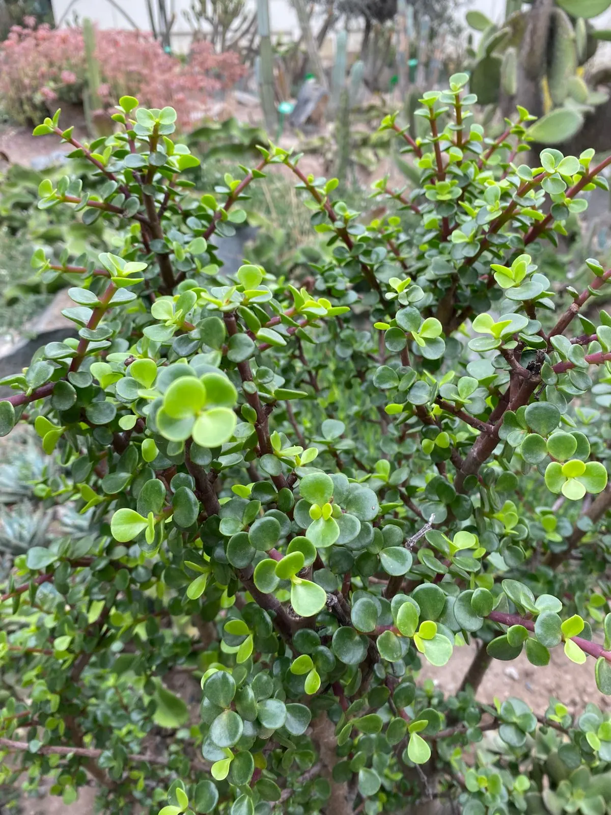 Elephant's Food (Portulacaria Afra) — green touch to any garden space