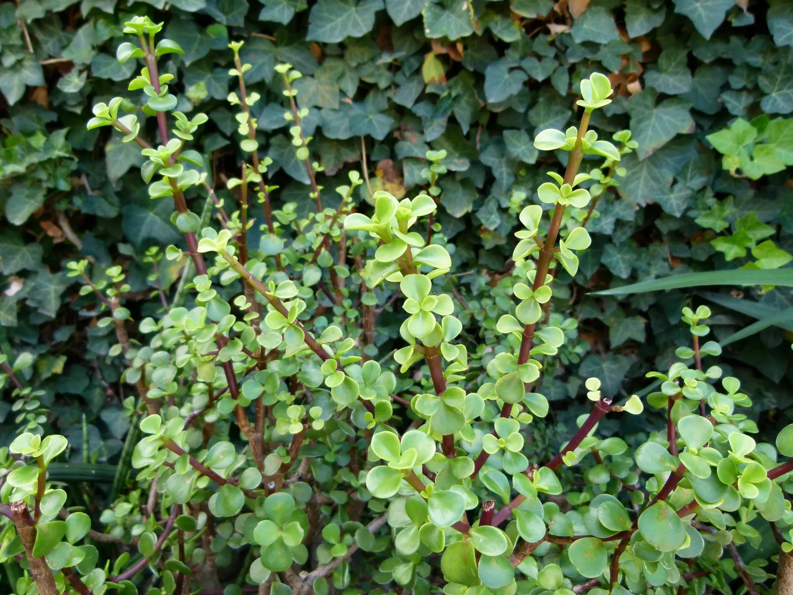 Elephant's Food (Portulacaria Afra) — Its manageable size and ease of maintenance also render it suitable for container gardening; prune for shape, image 69