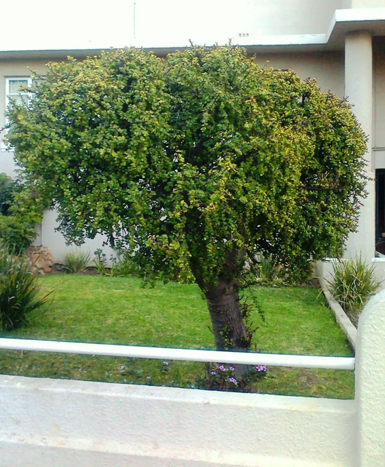 Elephant's Food (Portulacaria Afra) — Pruning can help maintain its shape and encourage denser growth; its manageable size and ease of maintenance also render