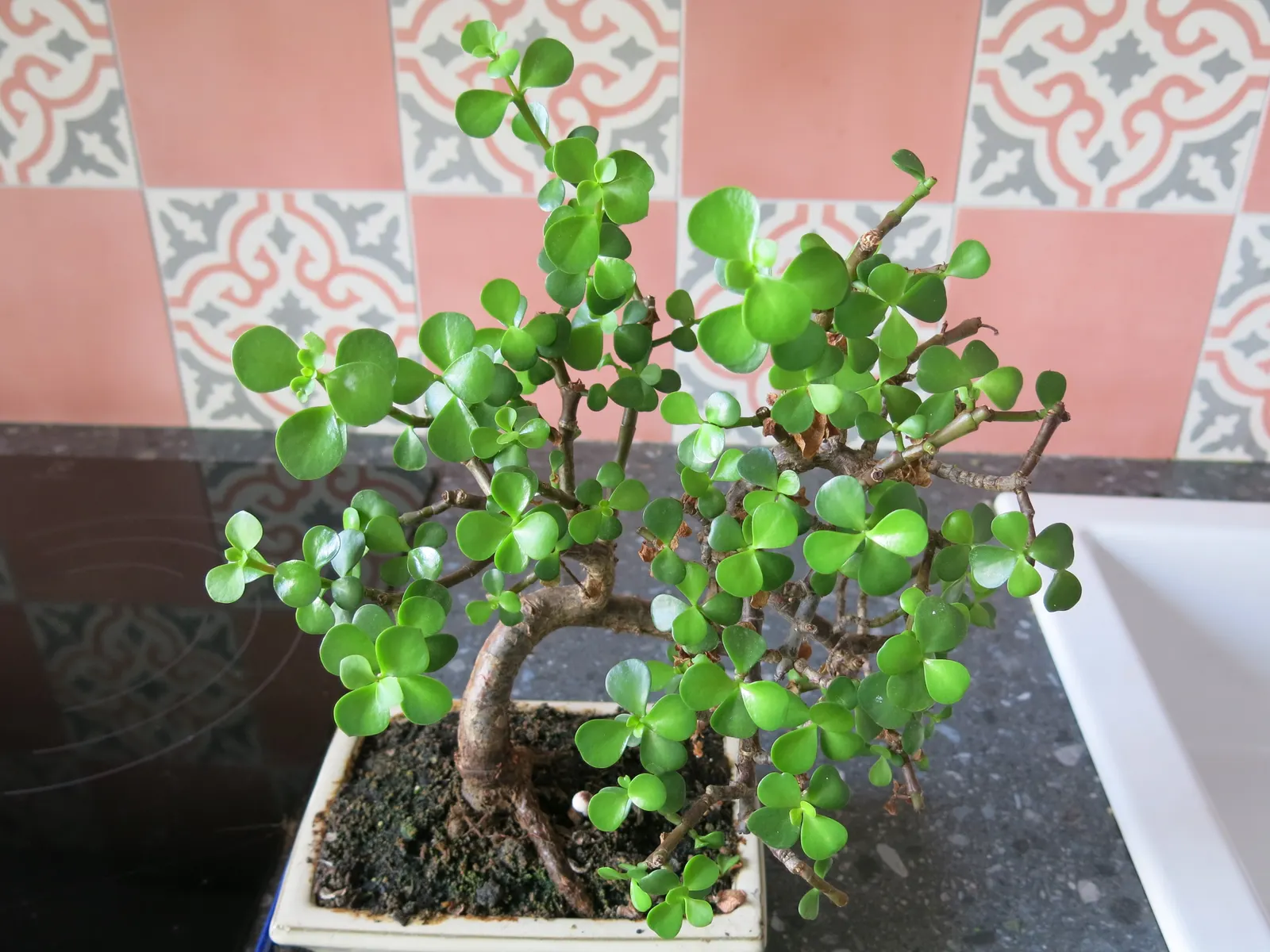 Elephant's Food (Portulacaria Afra) — succulent with lavender blooms; overwatering can lead to root rot, image 74
