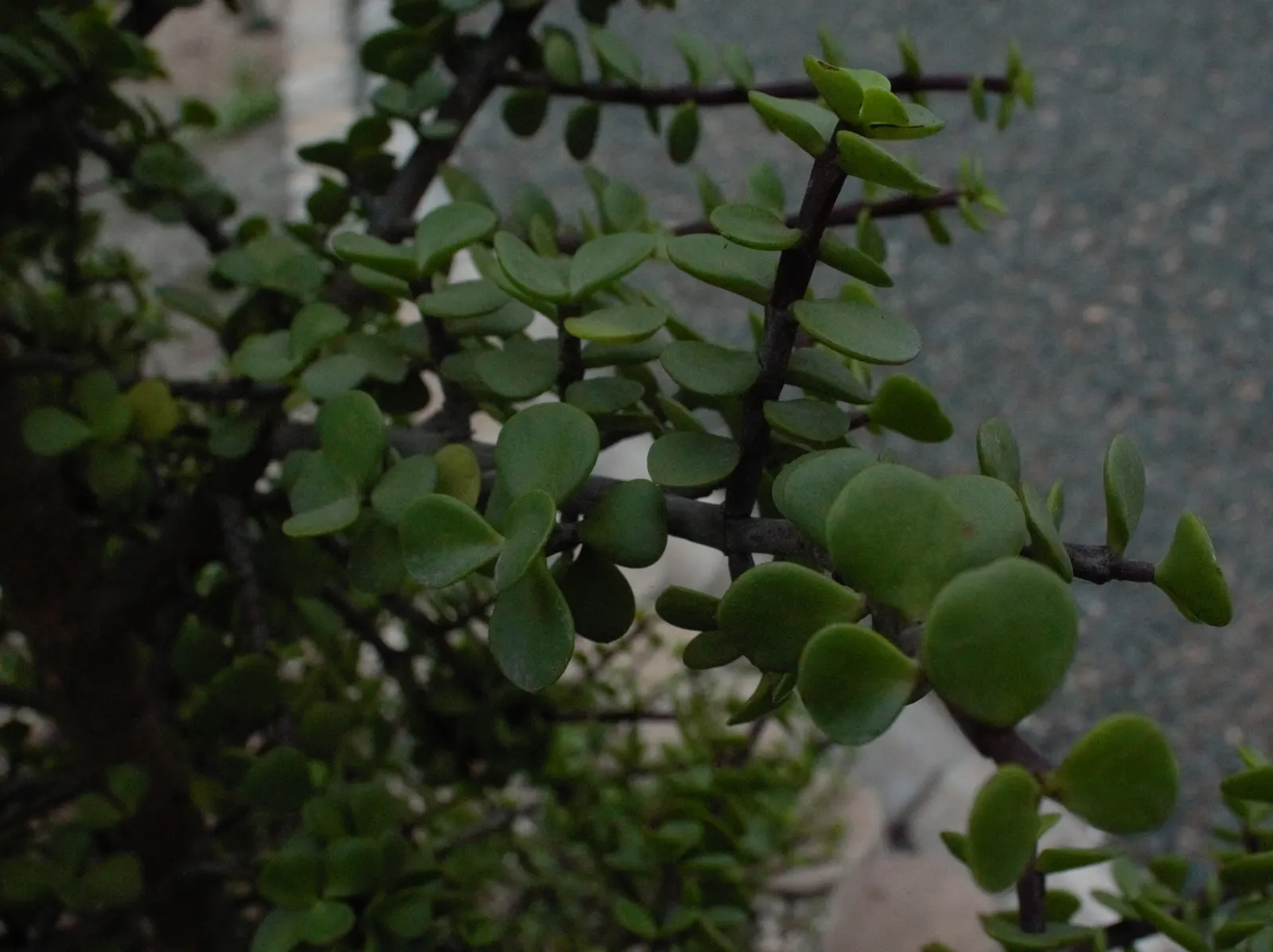 Elephant's Food (Portulacaria Afra) — Prune for shape and control; it serves well in rock gardens or as a low-maintenance container plant; is a versatile and