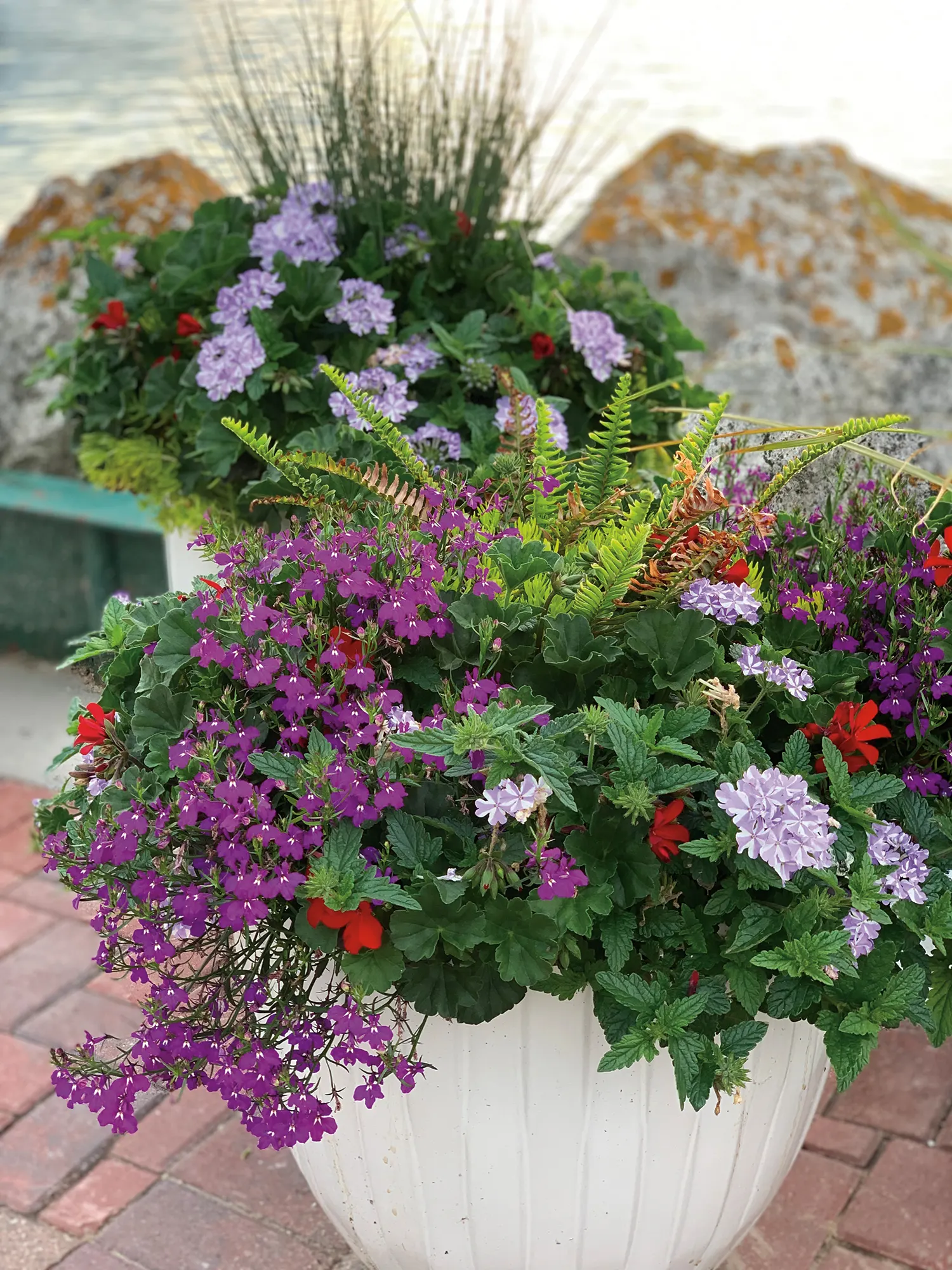 Stormburst Verbena — It grows 6-12 inches tall and spreads 18-30 inches