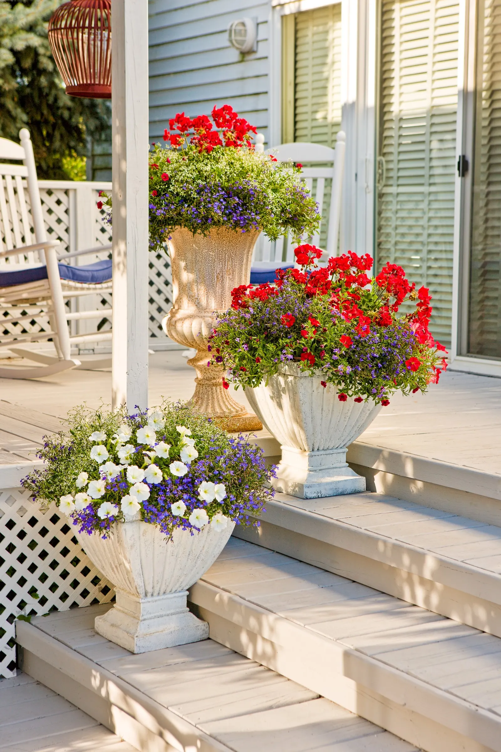 Really Red II Petunia — Best in full sun, average well-drained soil, and regular water; feed containers for strongest bloom; is a vigorous Proven Winners®