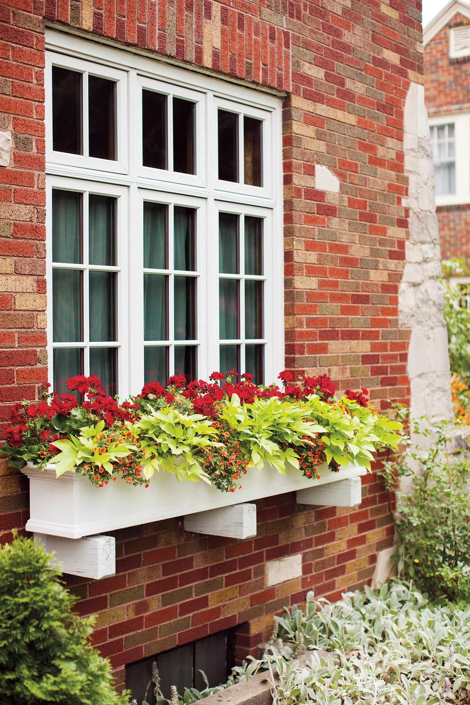 Dark Red Pelargonium (Pelargonium interspecific) — will support its robust display through summer heat.<br><br>In design