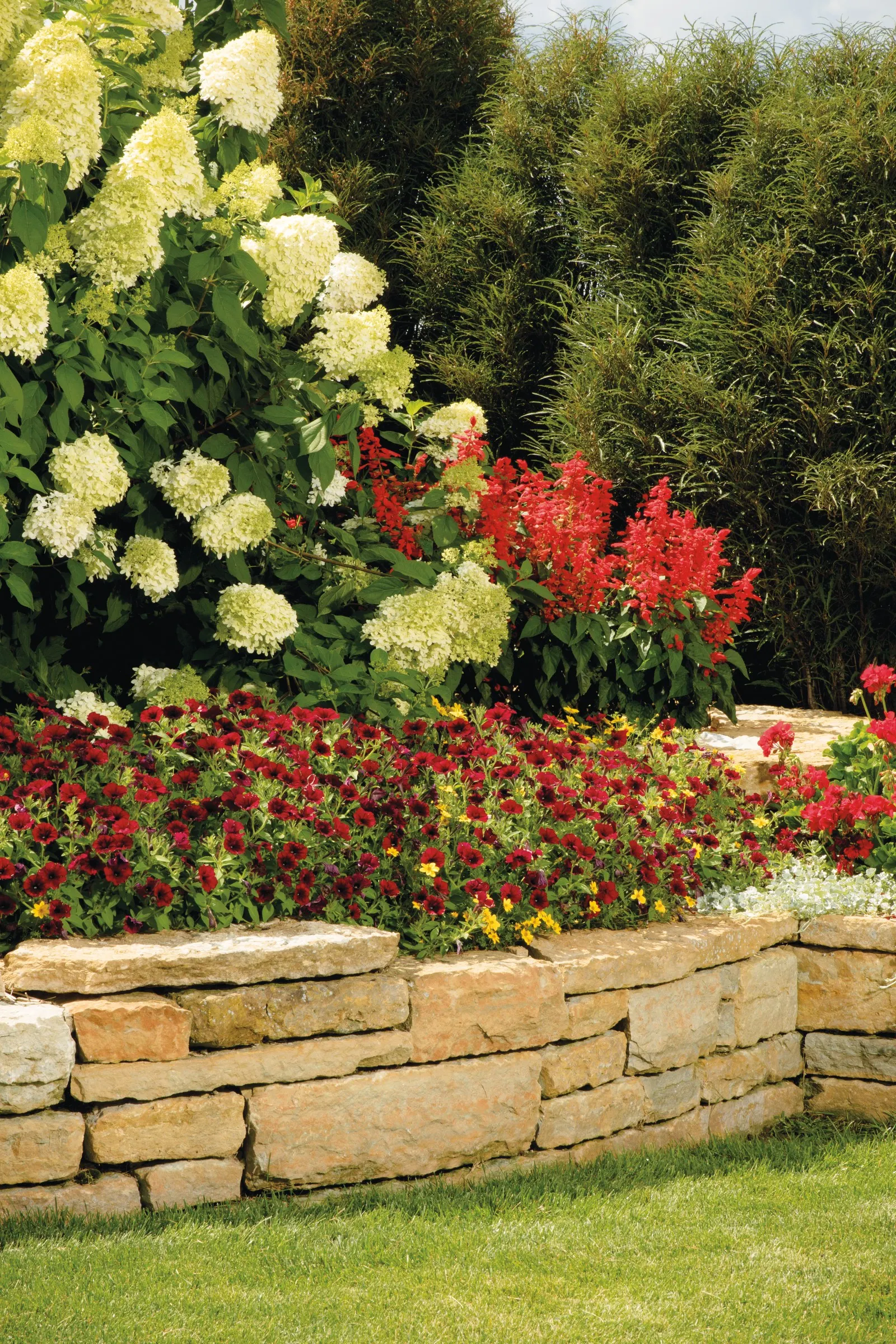 Silver Falls™ Dichondra (Dichondra argentea) — Silver Falls™ typically grows just 2 to 6 inches tall while trailing 18 to 36 inches wide; is a refined trailing