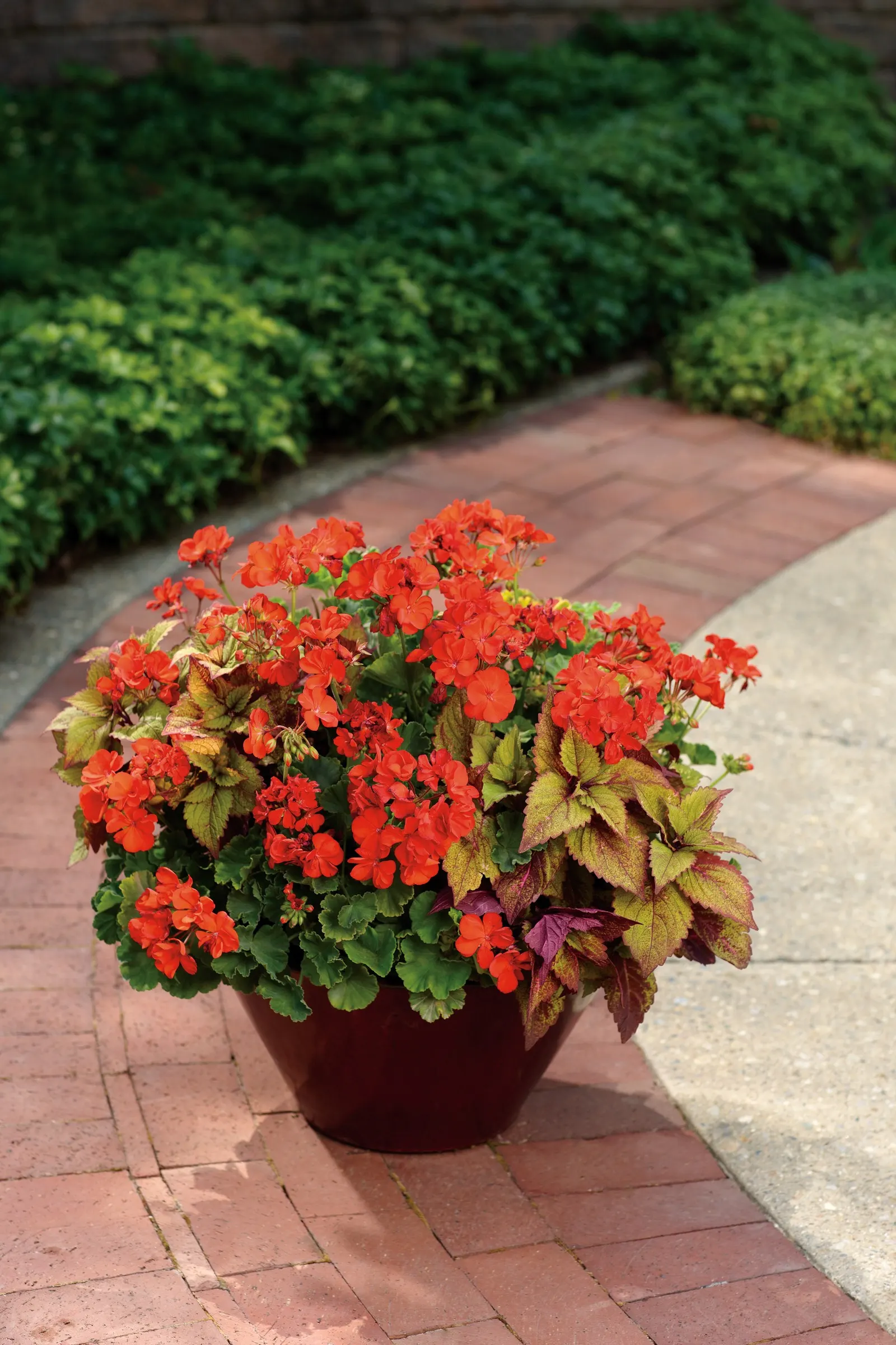 Dark Red Pelargonium (Pelargonium interspecific) — blooming from planting until frost