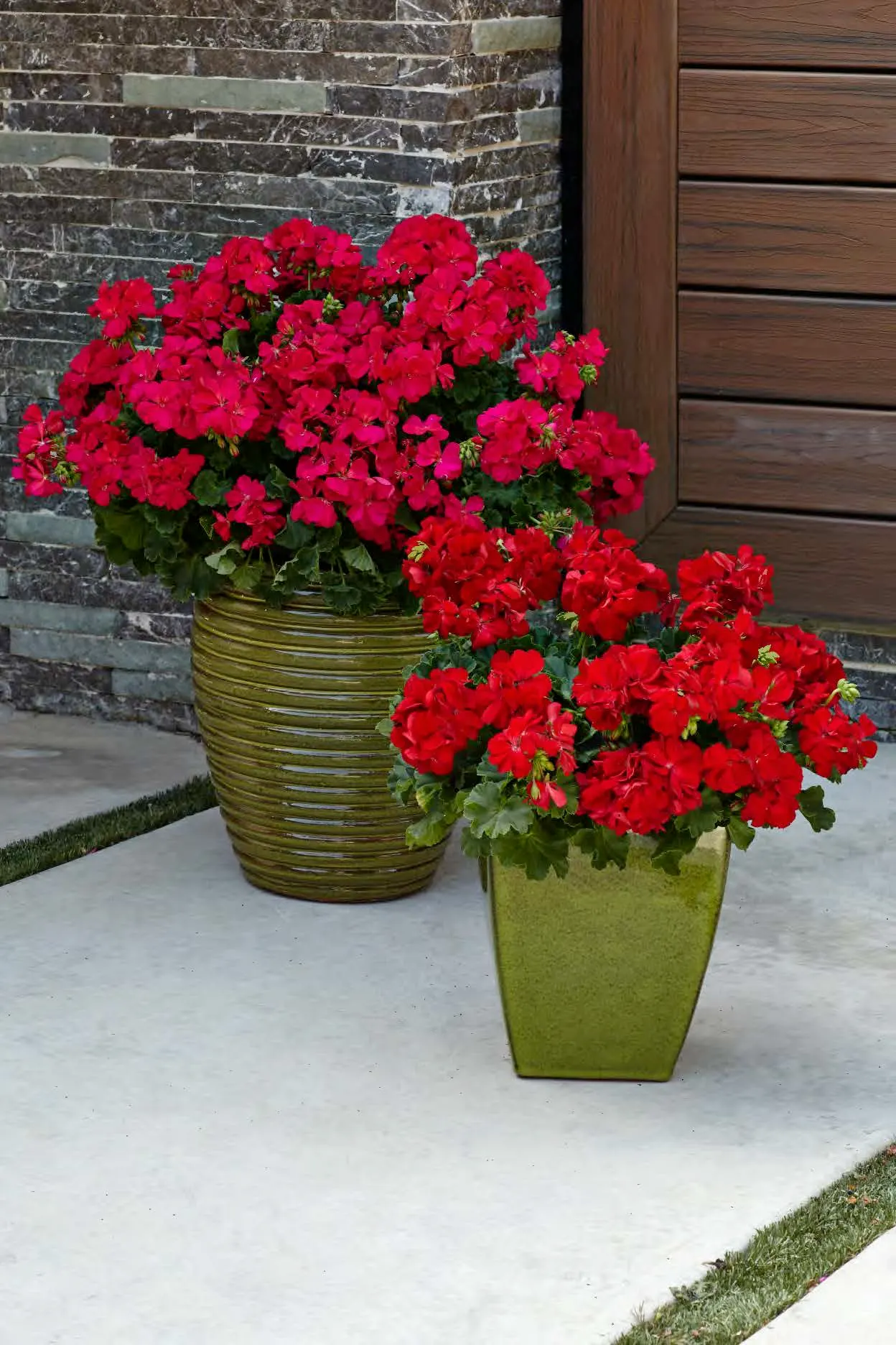 Hot Pink Geranium (Pelargonium interspecific) — It grows 10-12 inches tall and spreads 12-20 inches, making it a colorful filler for containers and sunny beds