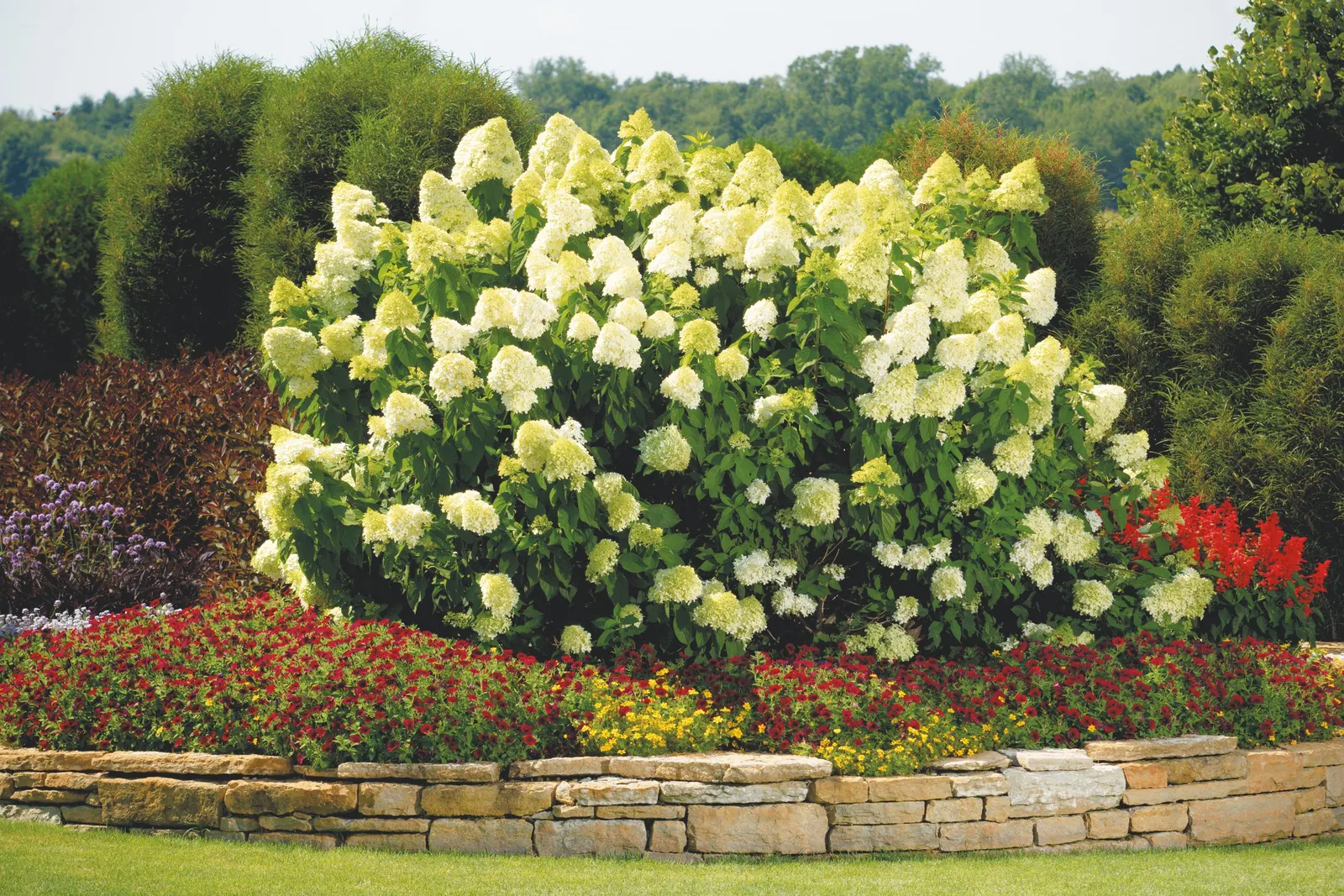 Black Cherry® Petunia — though it is hardy in USDA Zones 10a to 11b where conditions remain frost-free