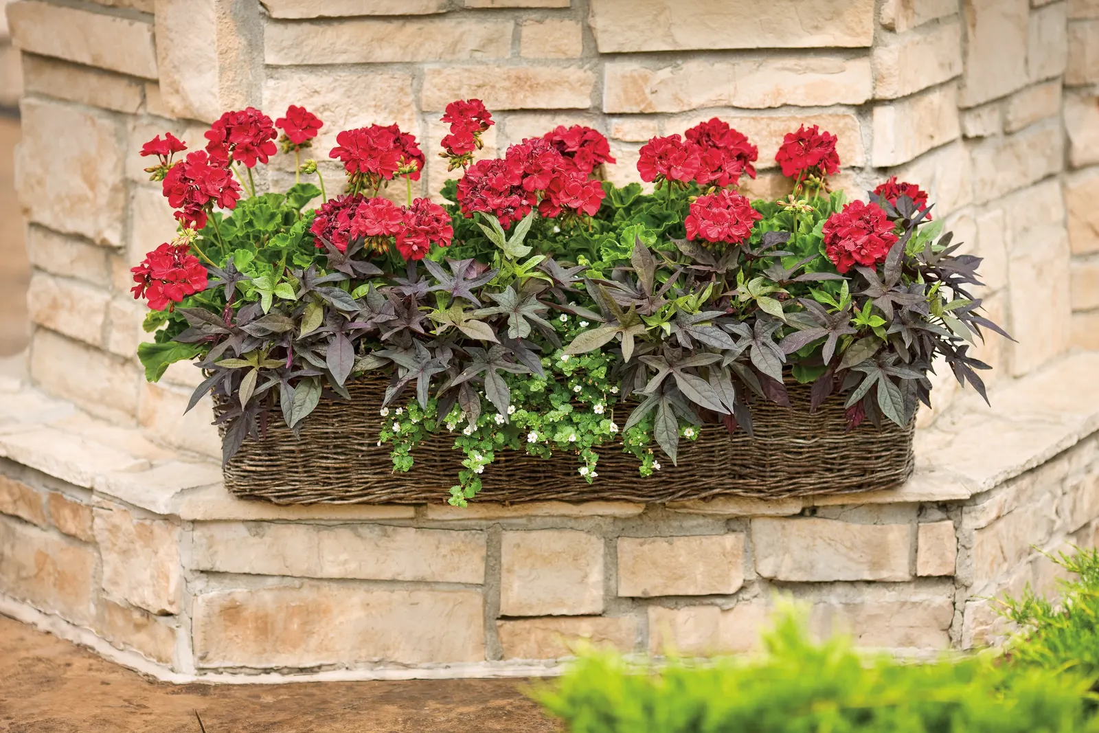 Dark Red Pelargonium (Pelargonium interspecific) — Part of the Proven Winners® lineup