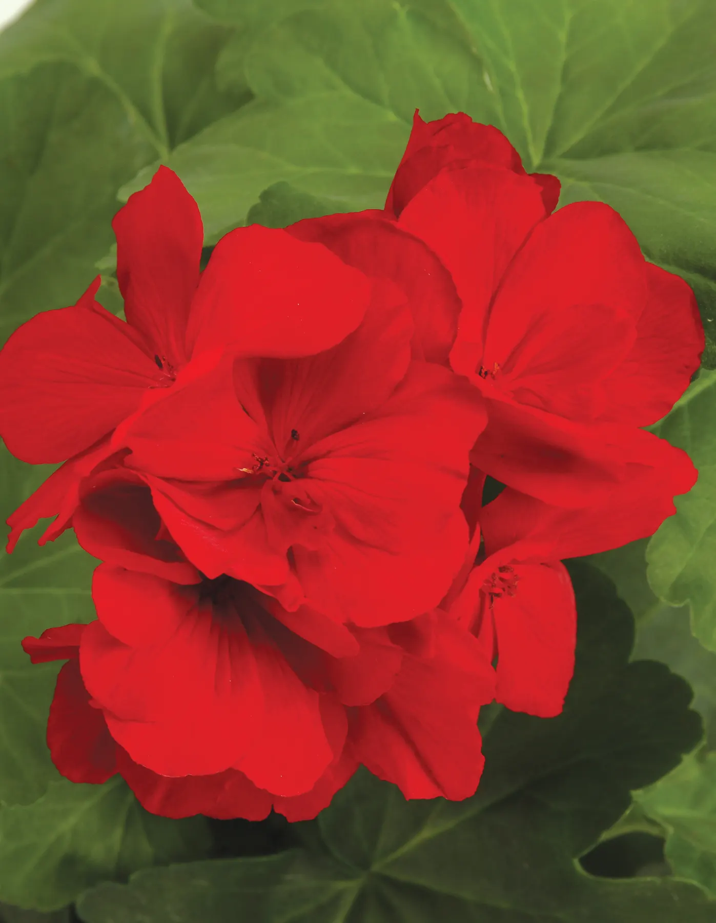 Dark Red Pelargonium (Pelargonium interspecific) — average well-drained soil; dark Red Geranium is a versatile filler for porch pots