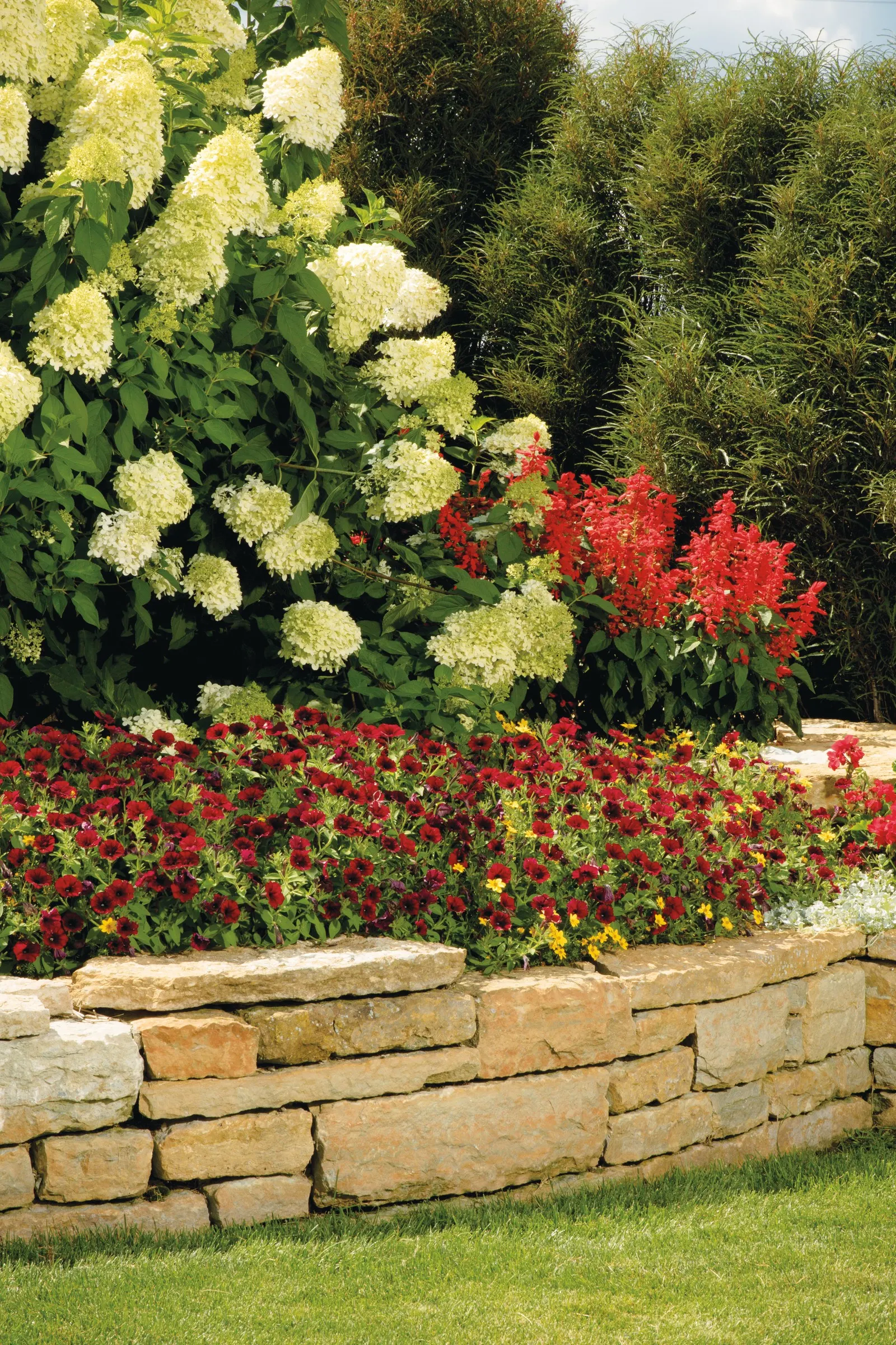 Meteor Shower® Verbena (Verbena bonariensis) — it threads beautifully among ornamental grasses; it grows 20-30 inches tall and 8-12 inches wide, bringing
