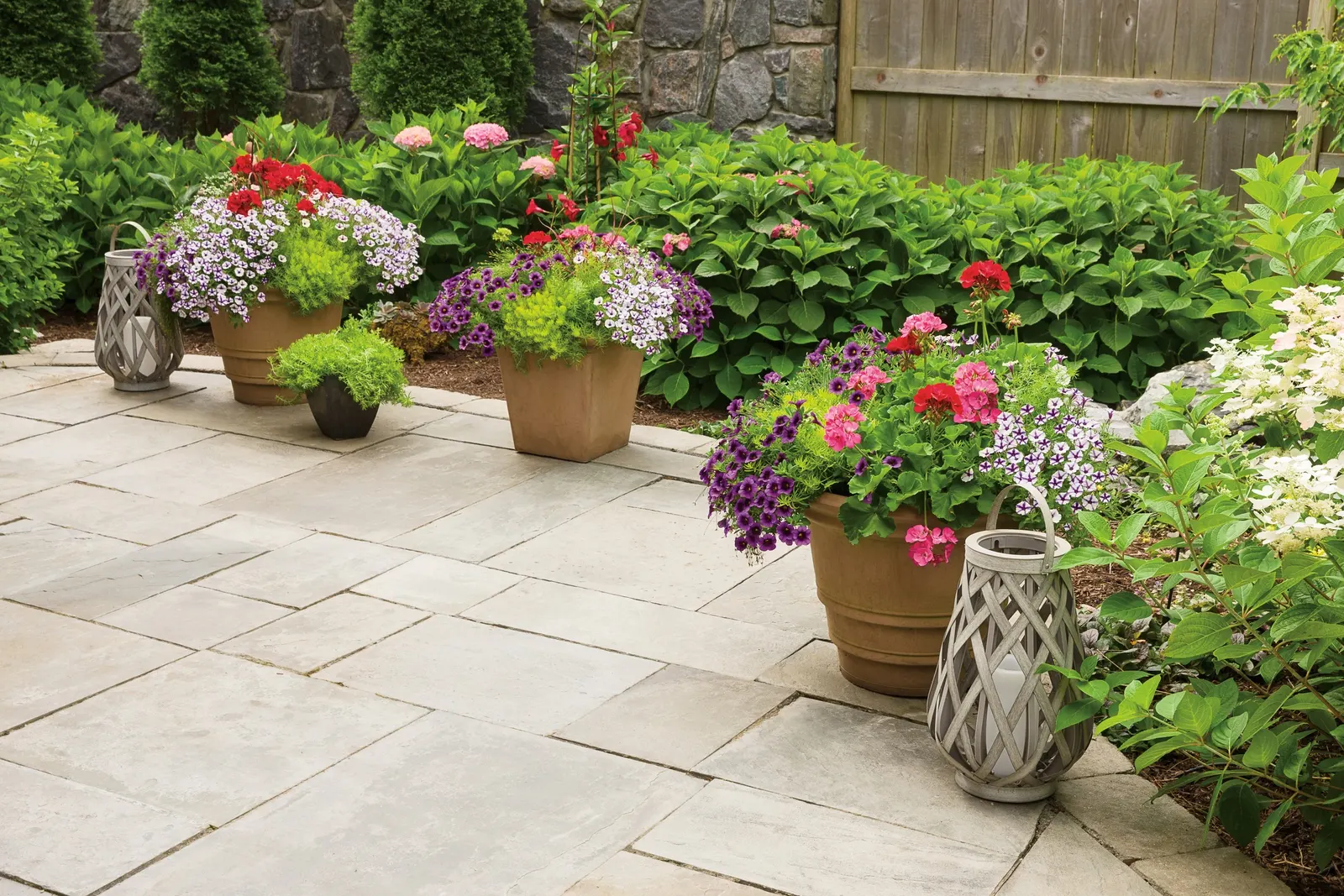 Grape Punch™ II Calibrachoa — Hummingbirds may visit the blooms, adding movement to its already vibrant seasonal presence