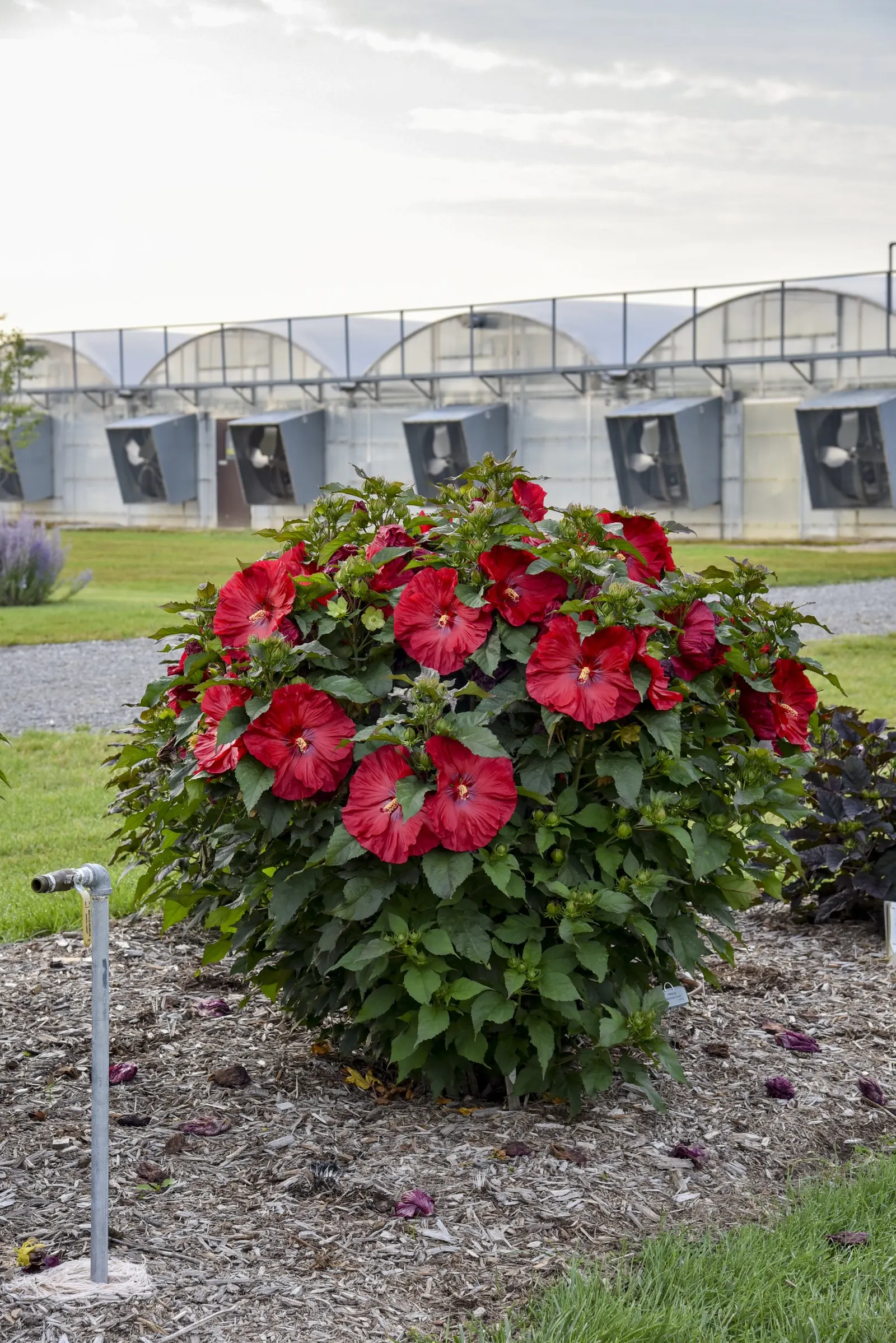 'Valentine's Crush' Rose Mallow (Hibiscus hybrid) — The Hibiscus hybrid 'Valentine's Crush' is an upright Proven Winners® rose mallow with vivid
