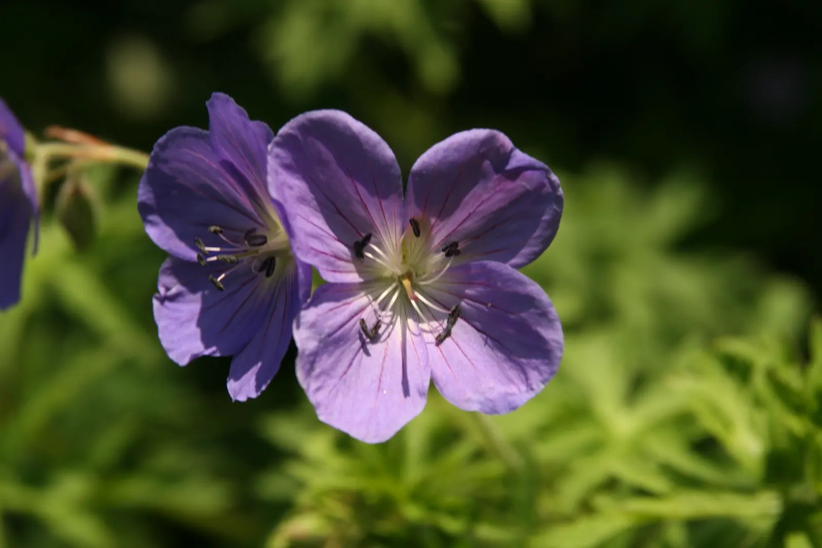 Brookside Cranesbill (Geranium 'Brookside') — deep green foliage that forms a mounded habit