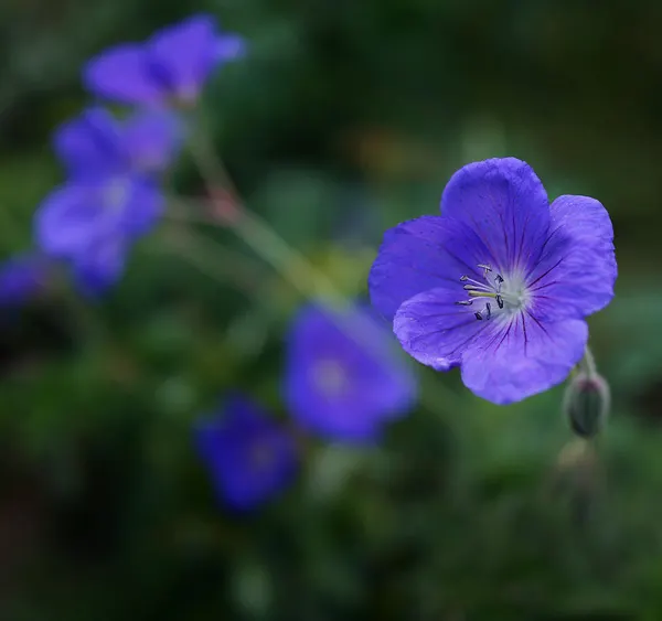 Brookside Cranesbill (Geranium 'Brookside') — A robust perennial reaching about 18-24 inches in height and spread