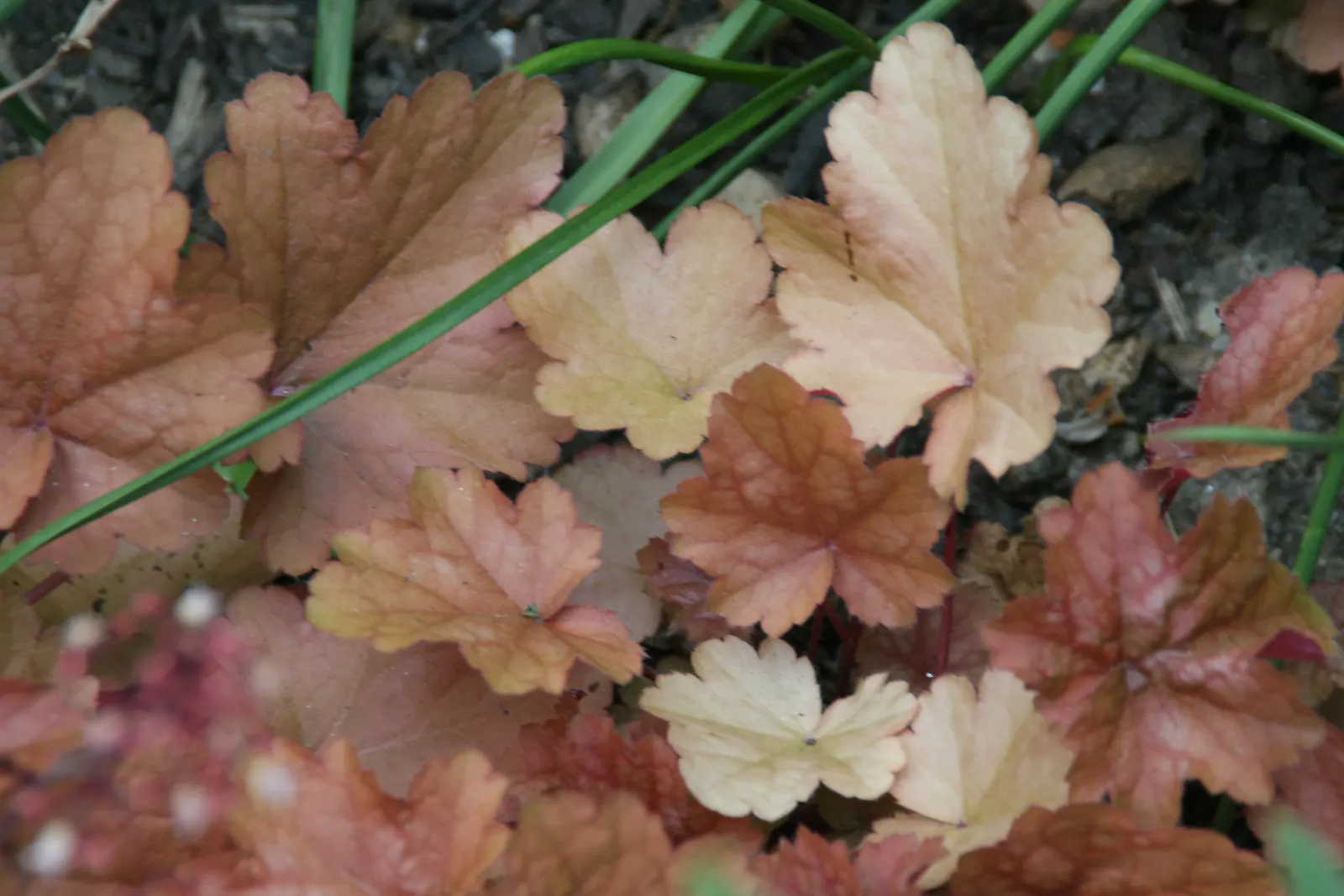 Brookside Cranesbill (Geranium 'Brookside') — Its finely cut foliage turns a vibrant red in autumn, adding seasonal interest